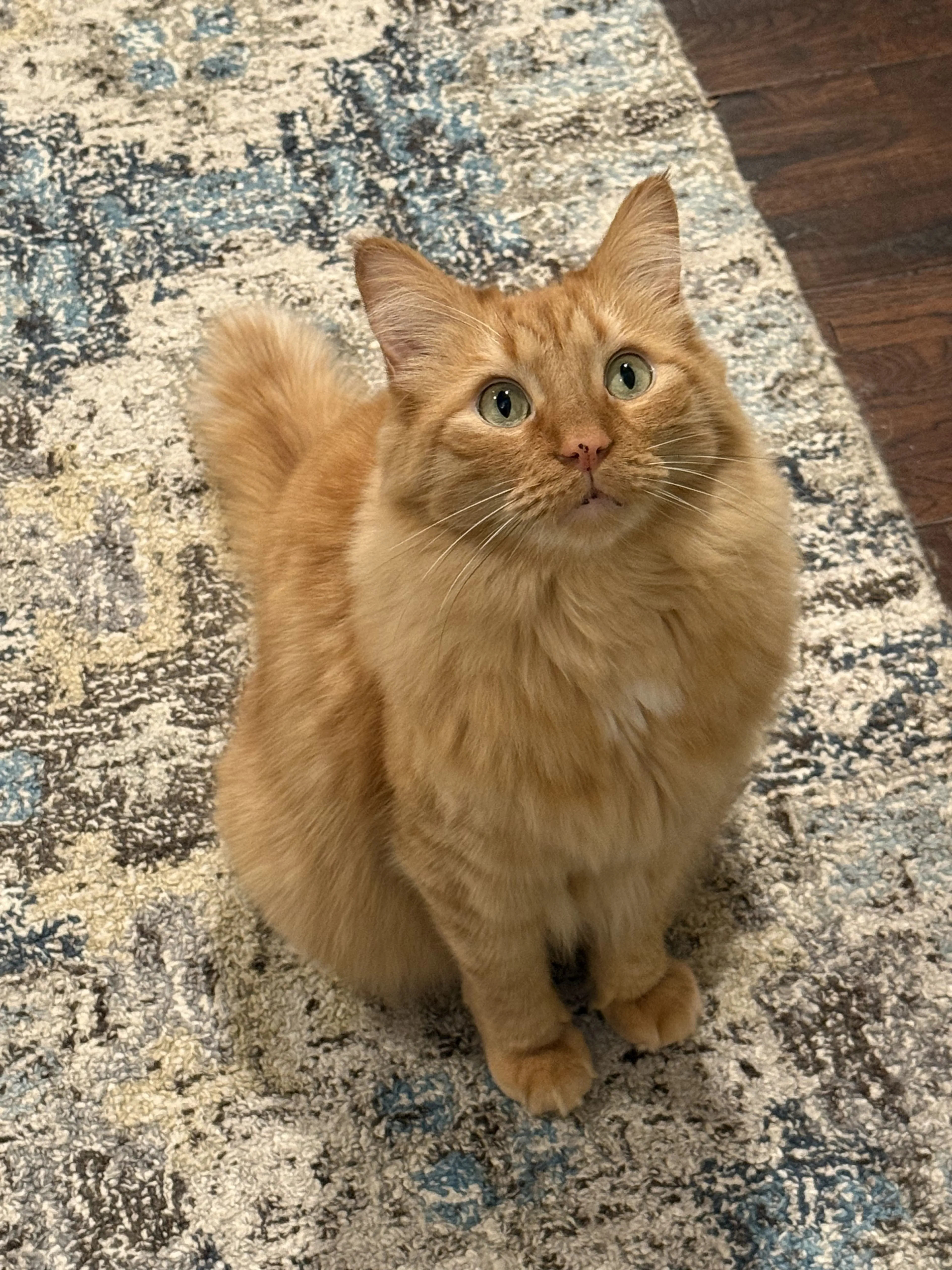 Lost pet