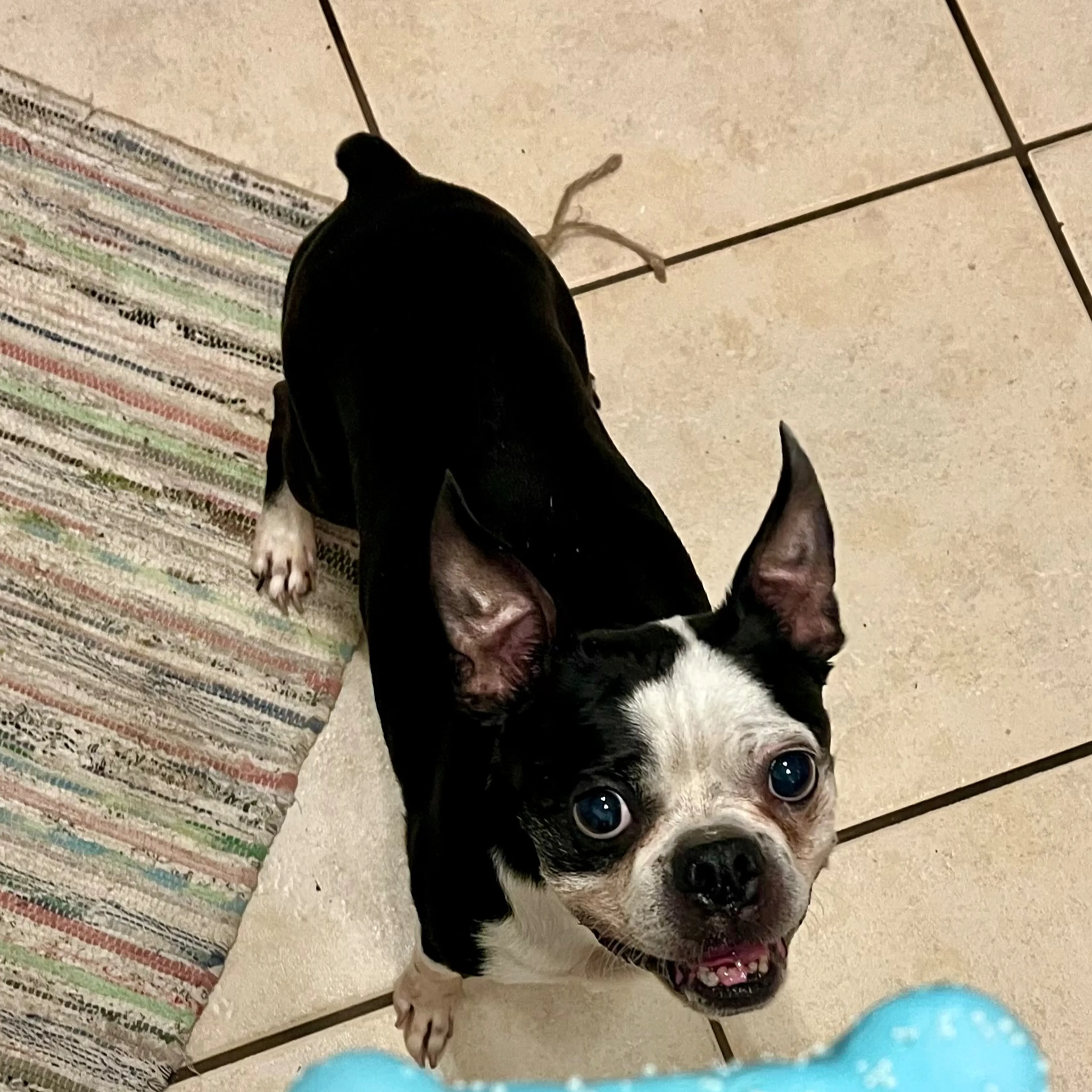 Lost pet-2