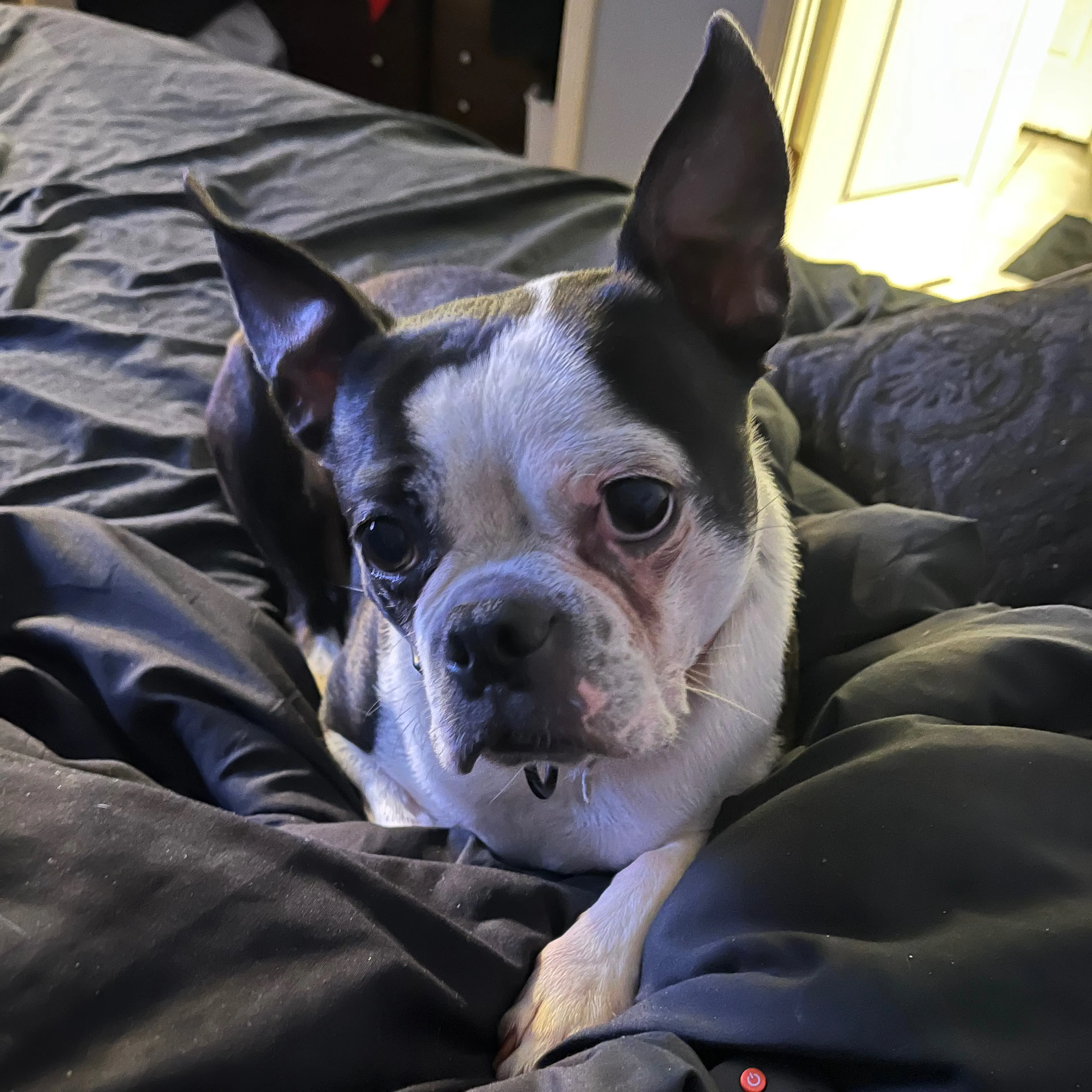 Lost pet-3