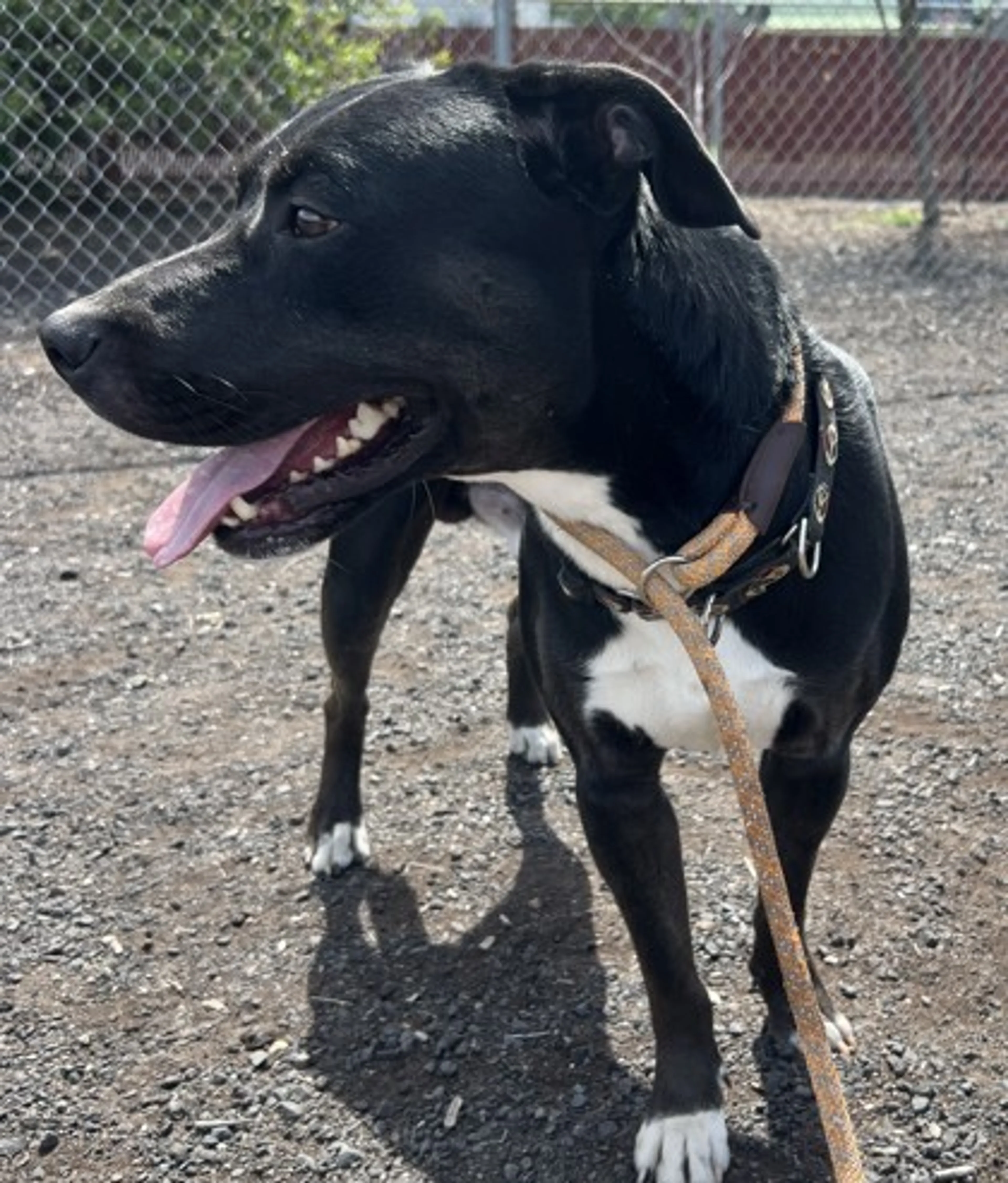Found pet