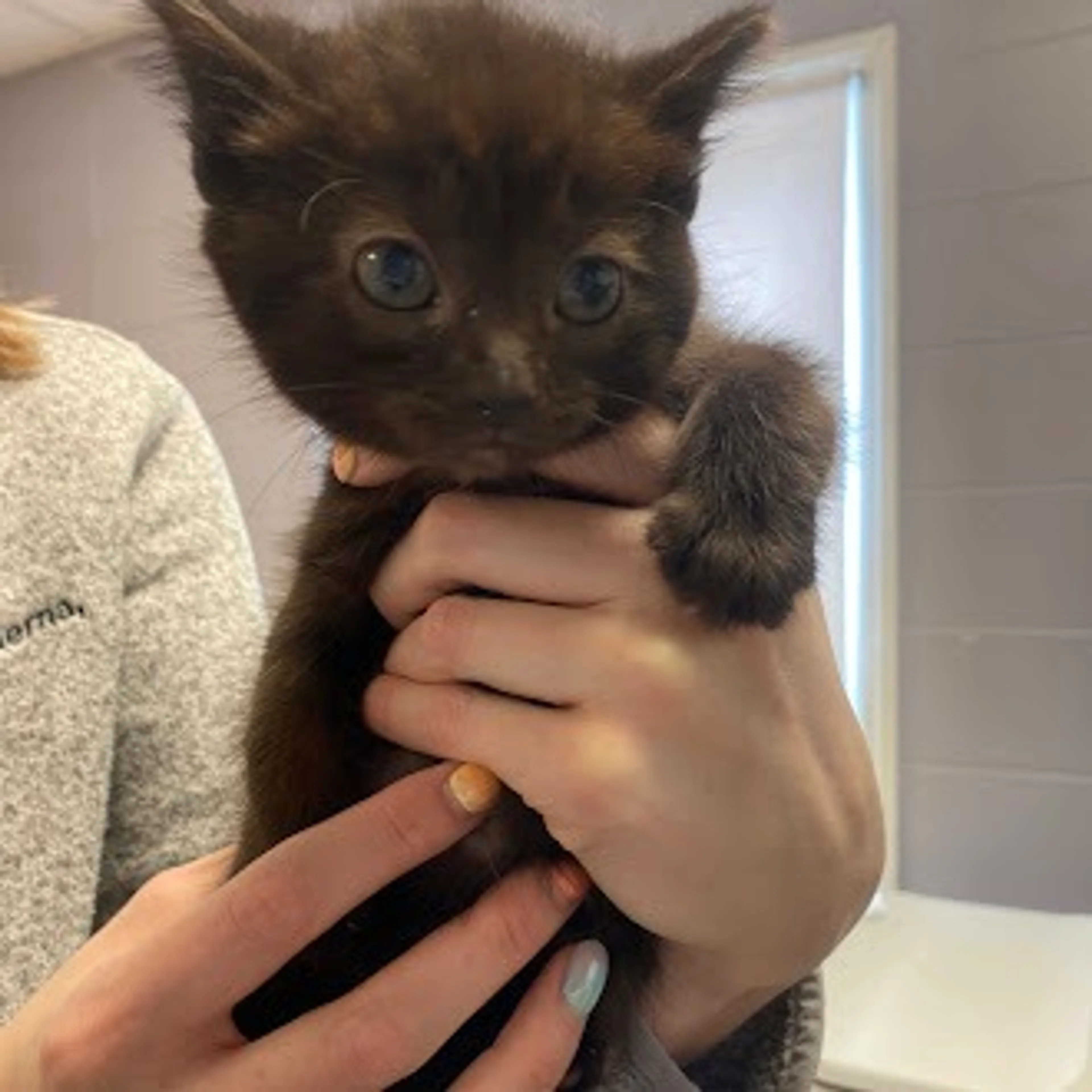 Found pet