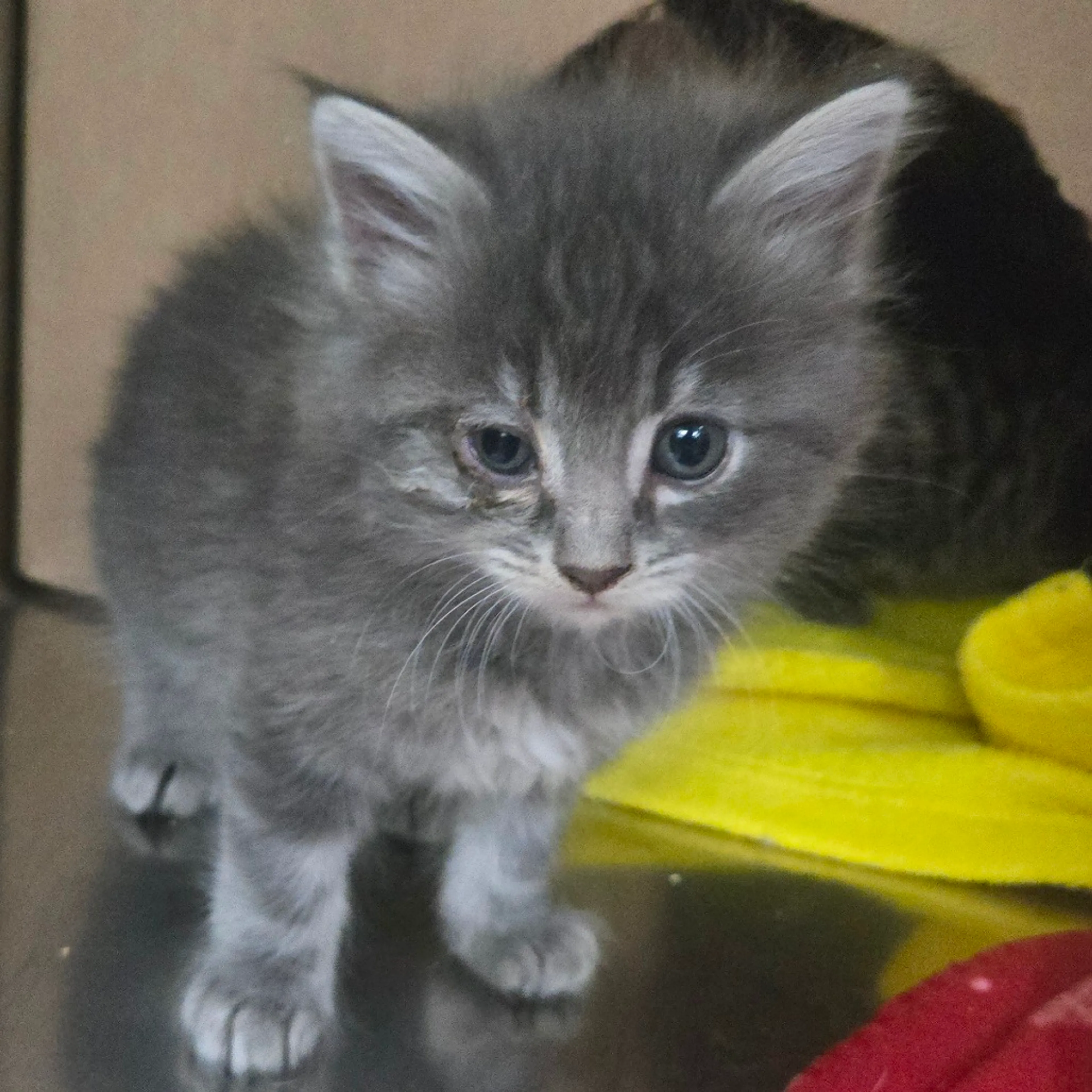Found pet-1