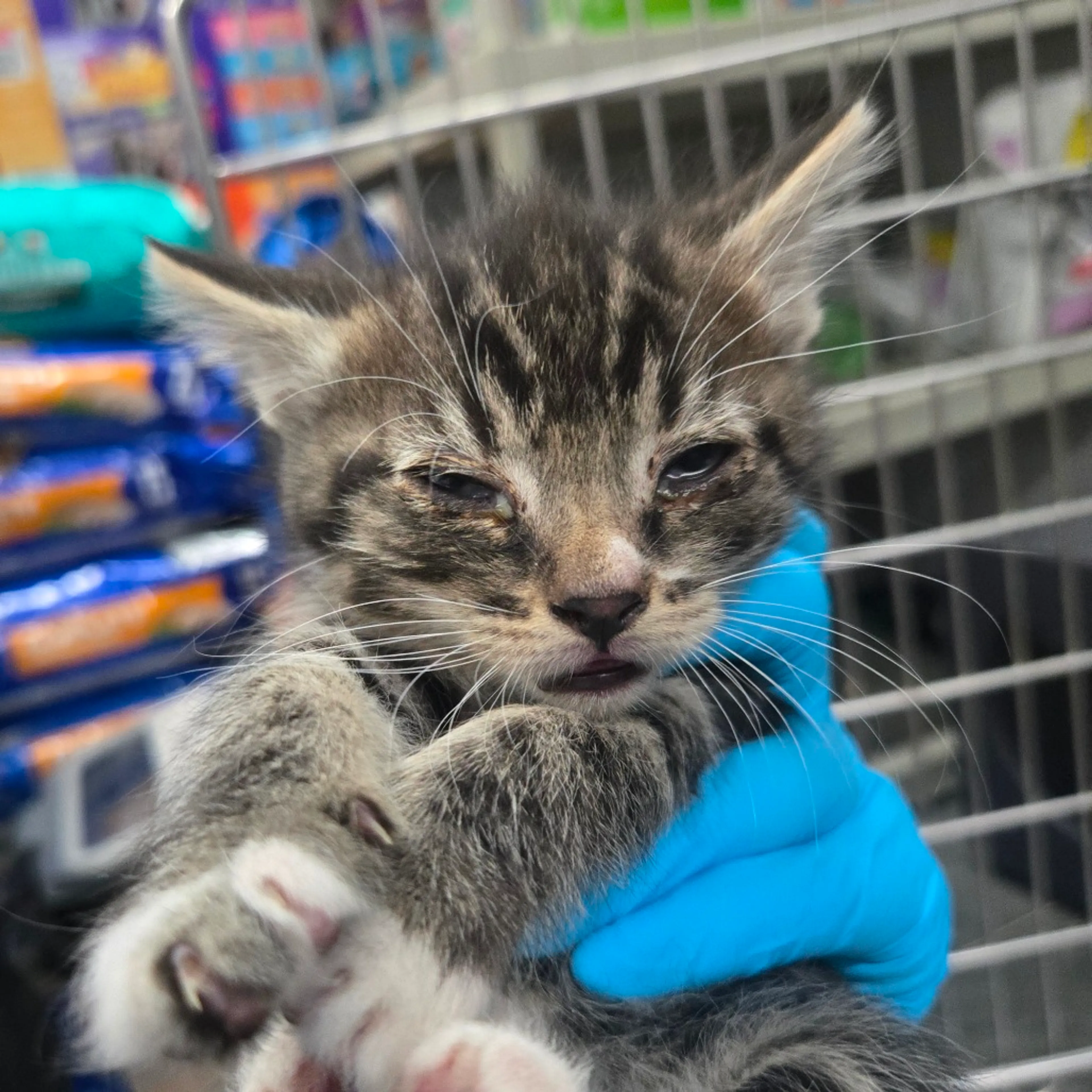 Found pet-1