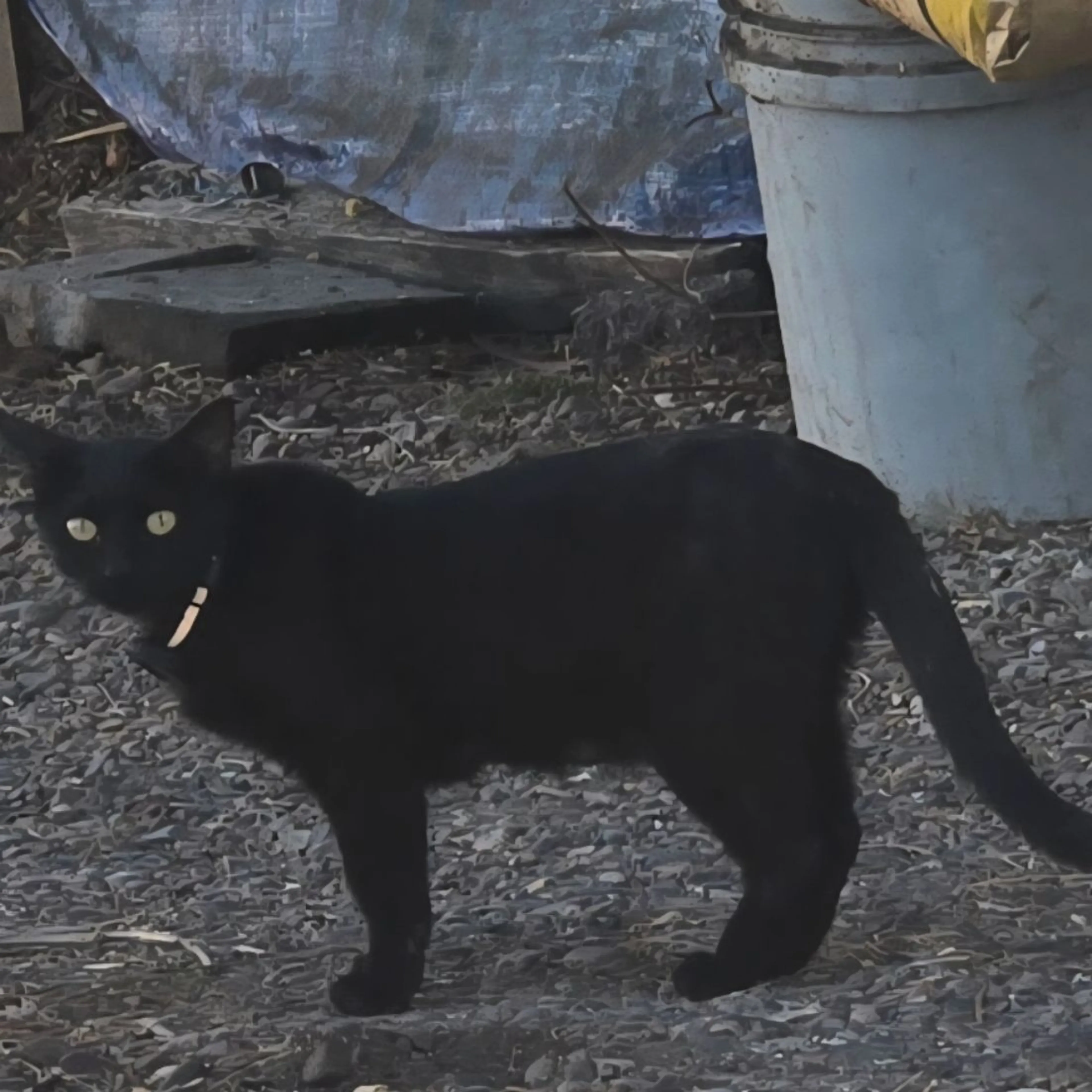 Found pet-0