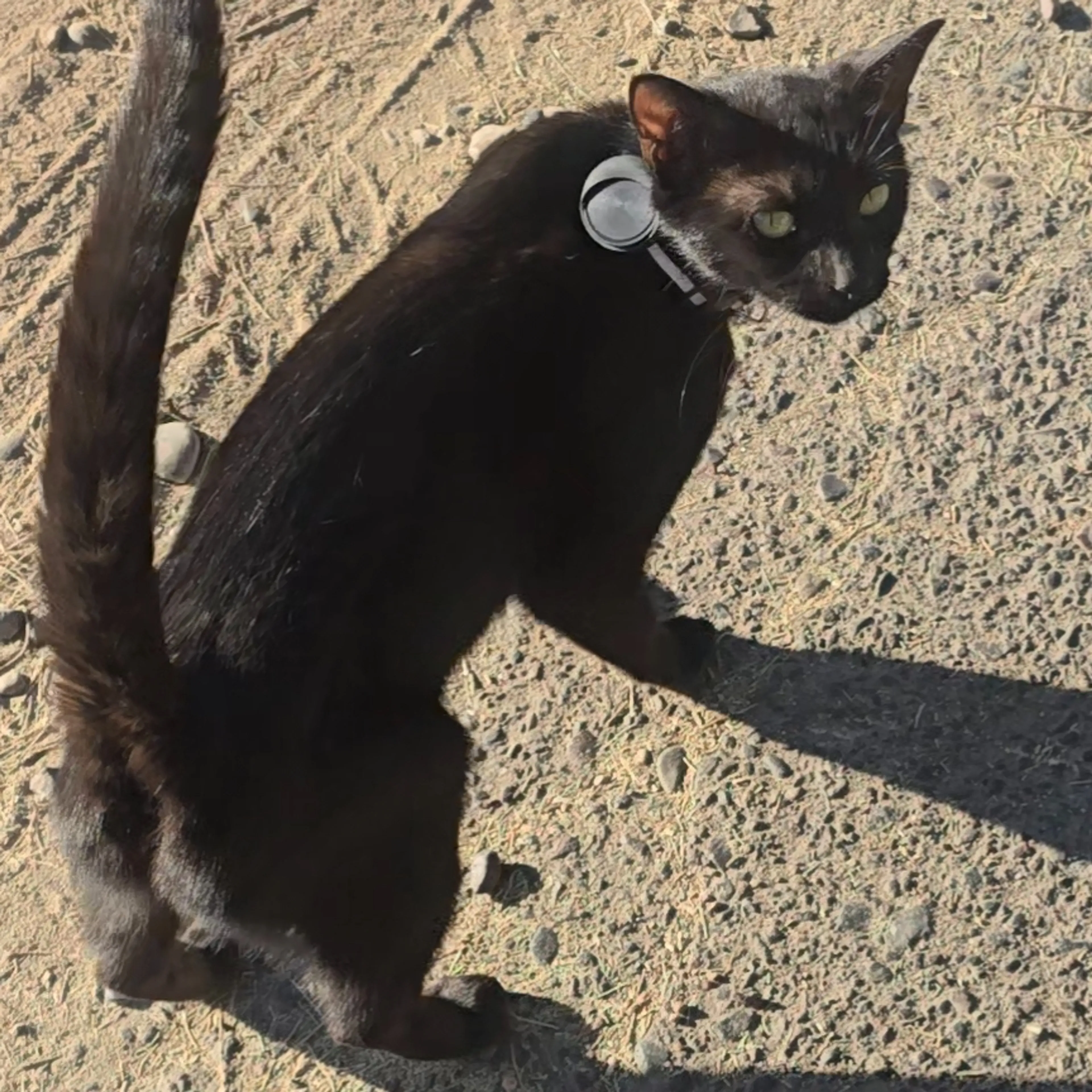 Found pet-1