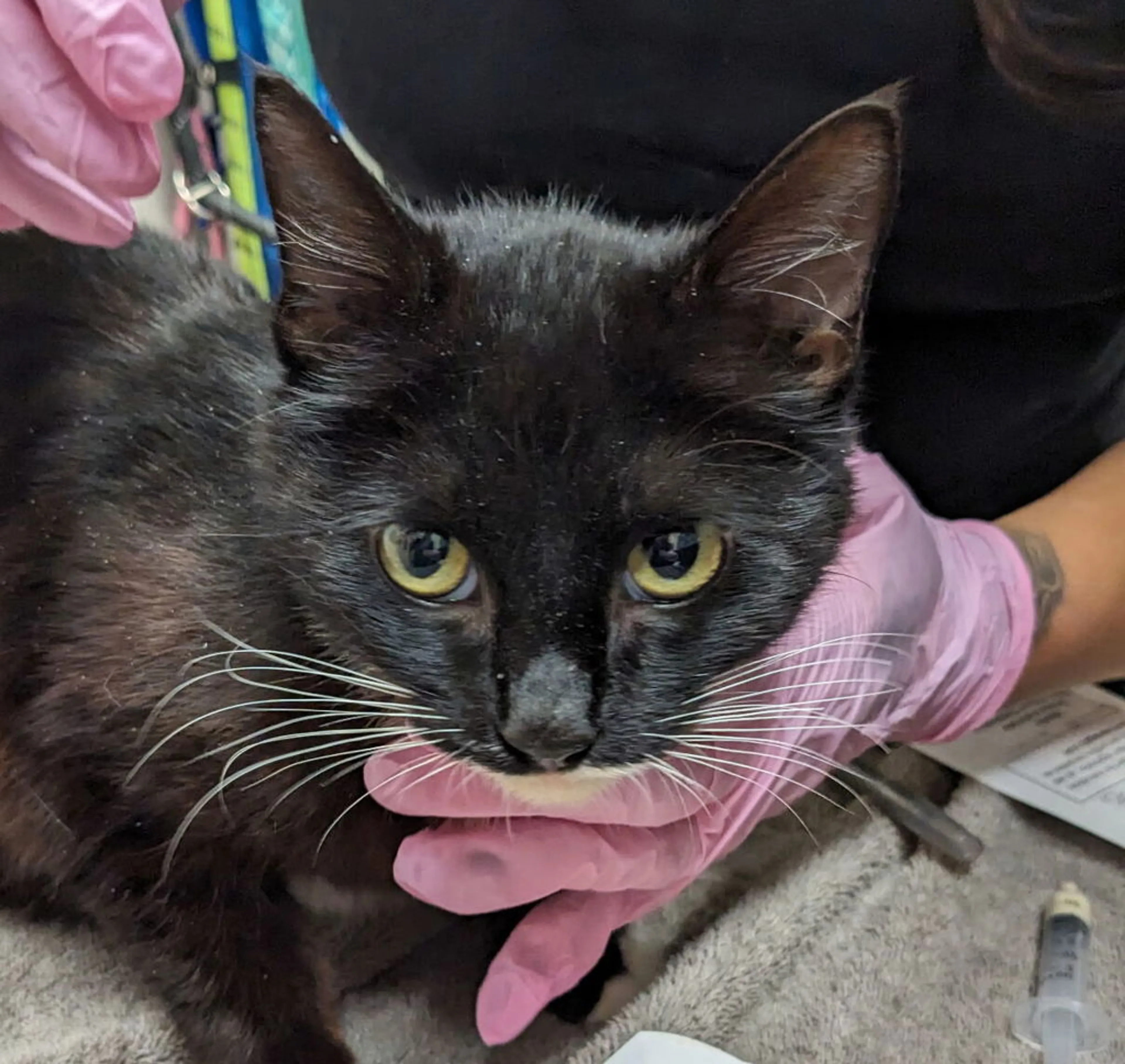 Found pet