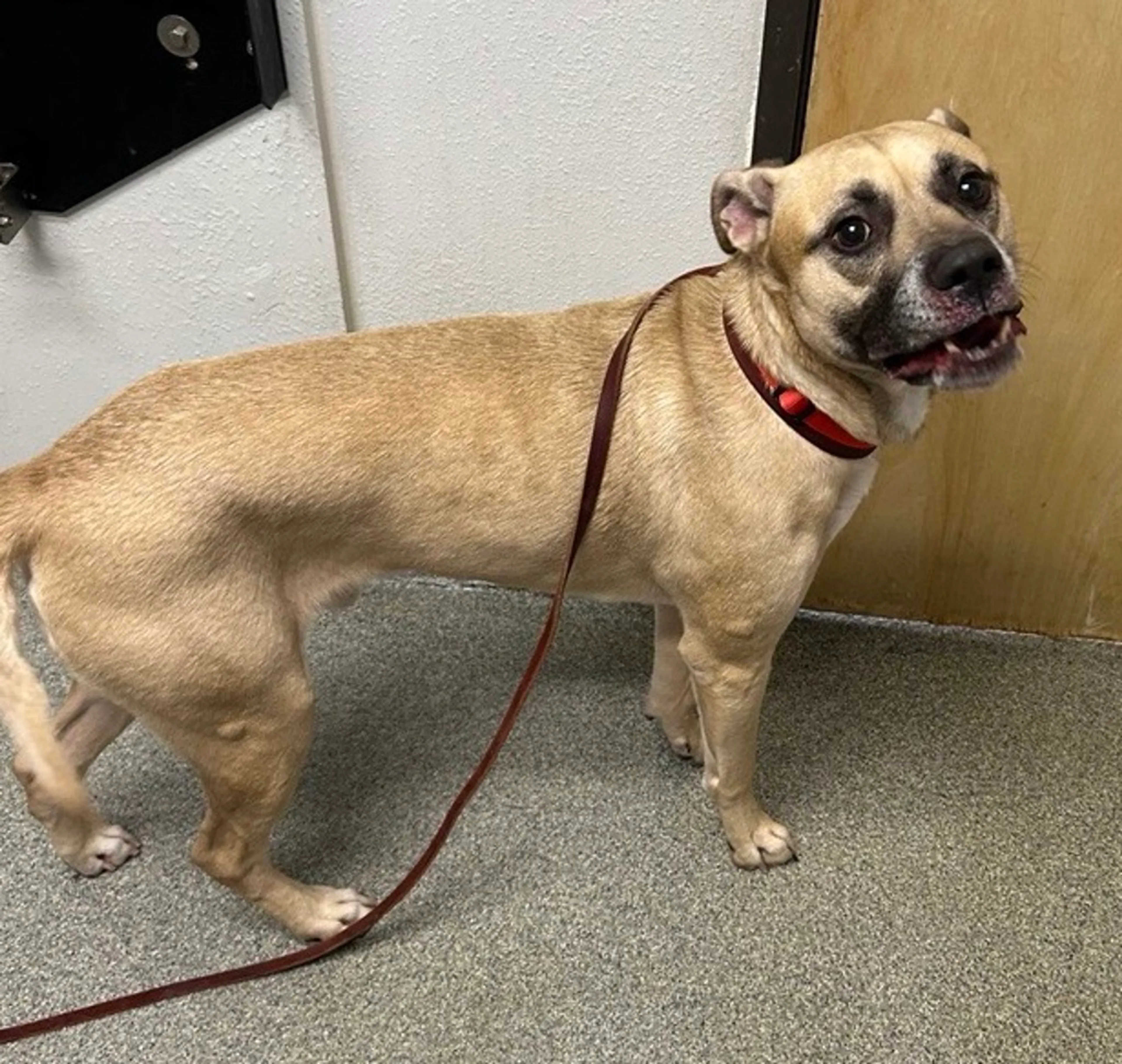 Found pet-6