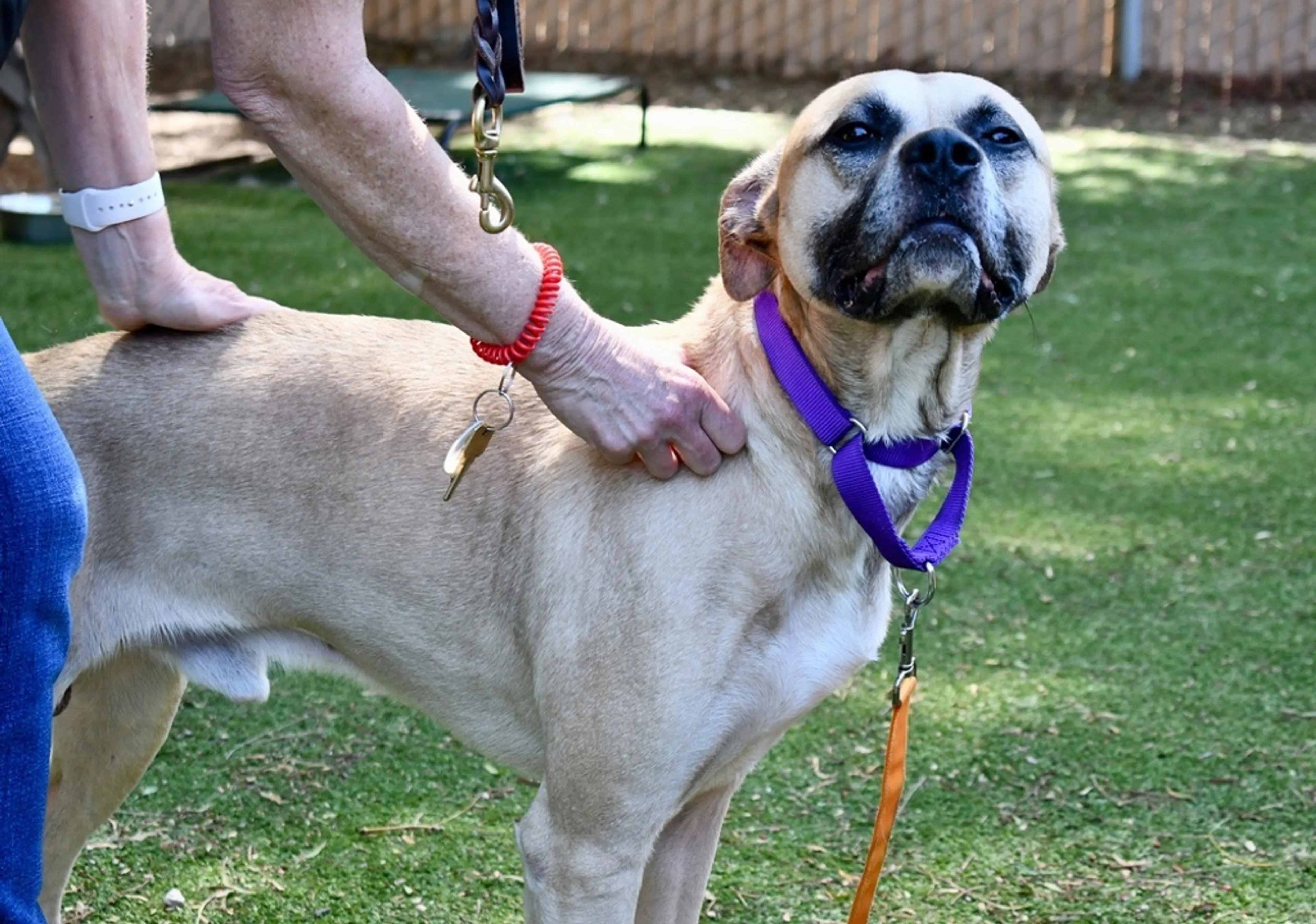Found pet-5