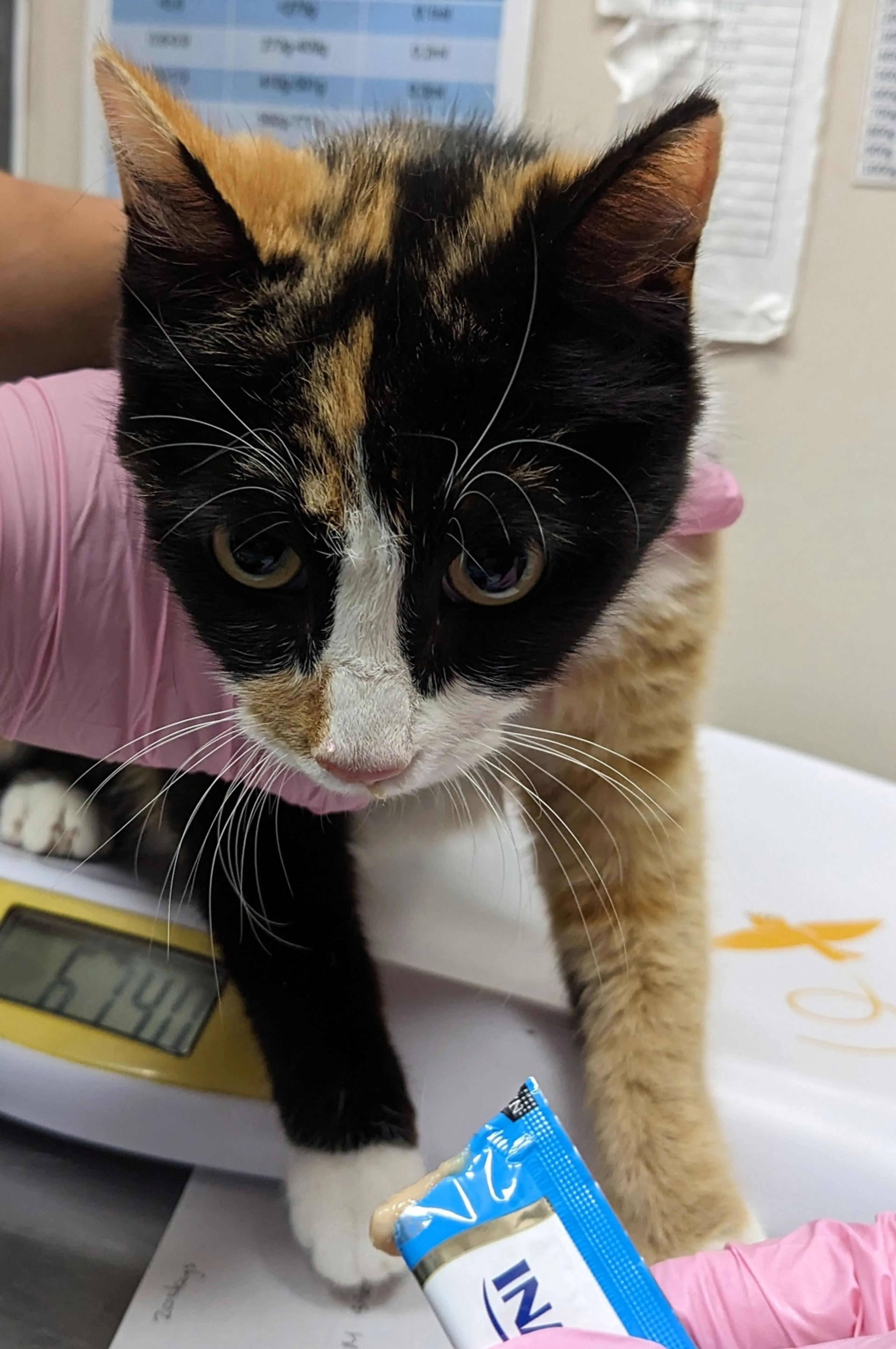 Found pet