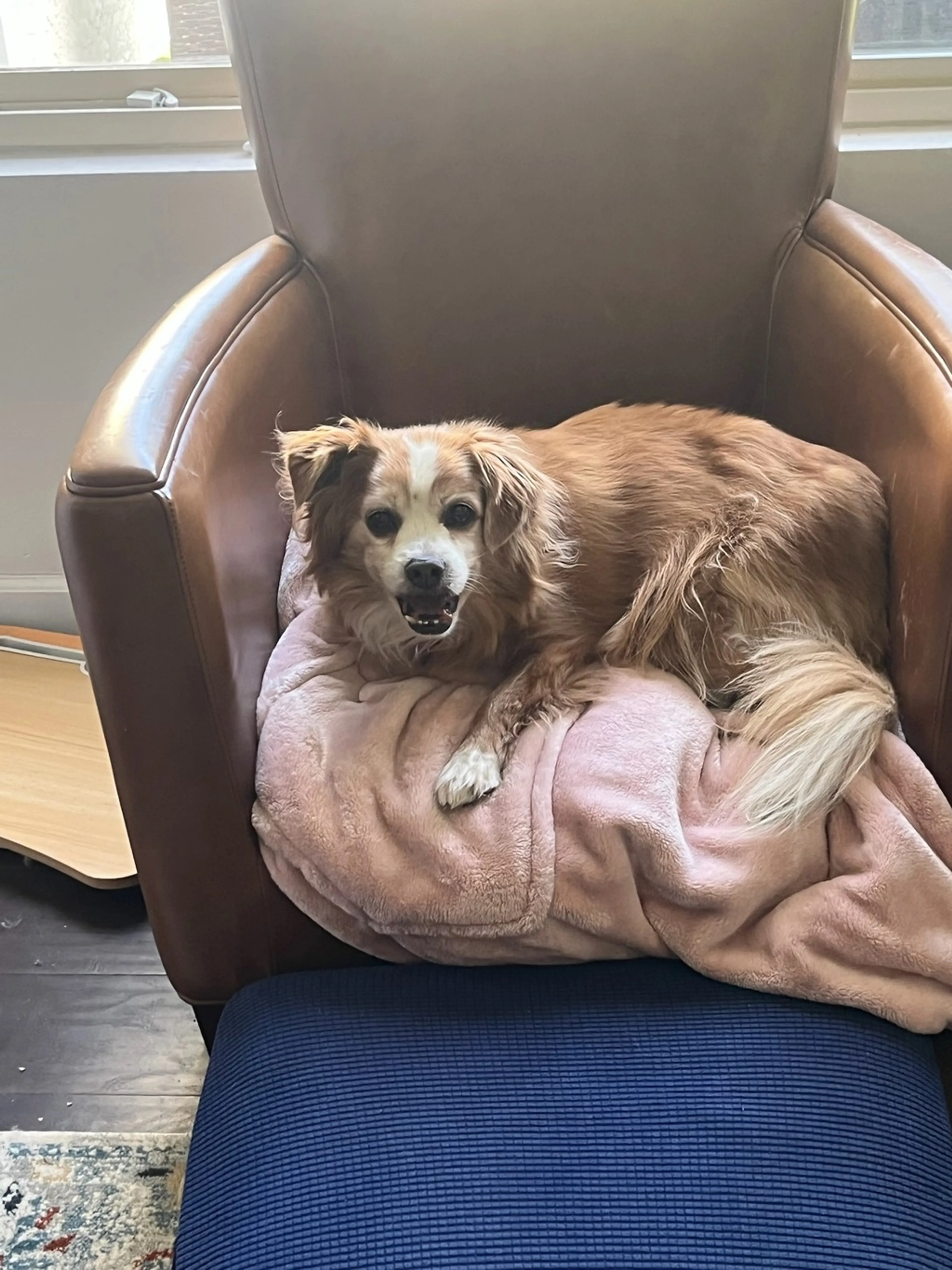 Found pet-1