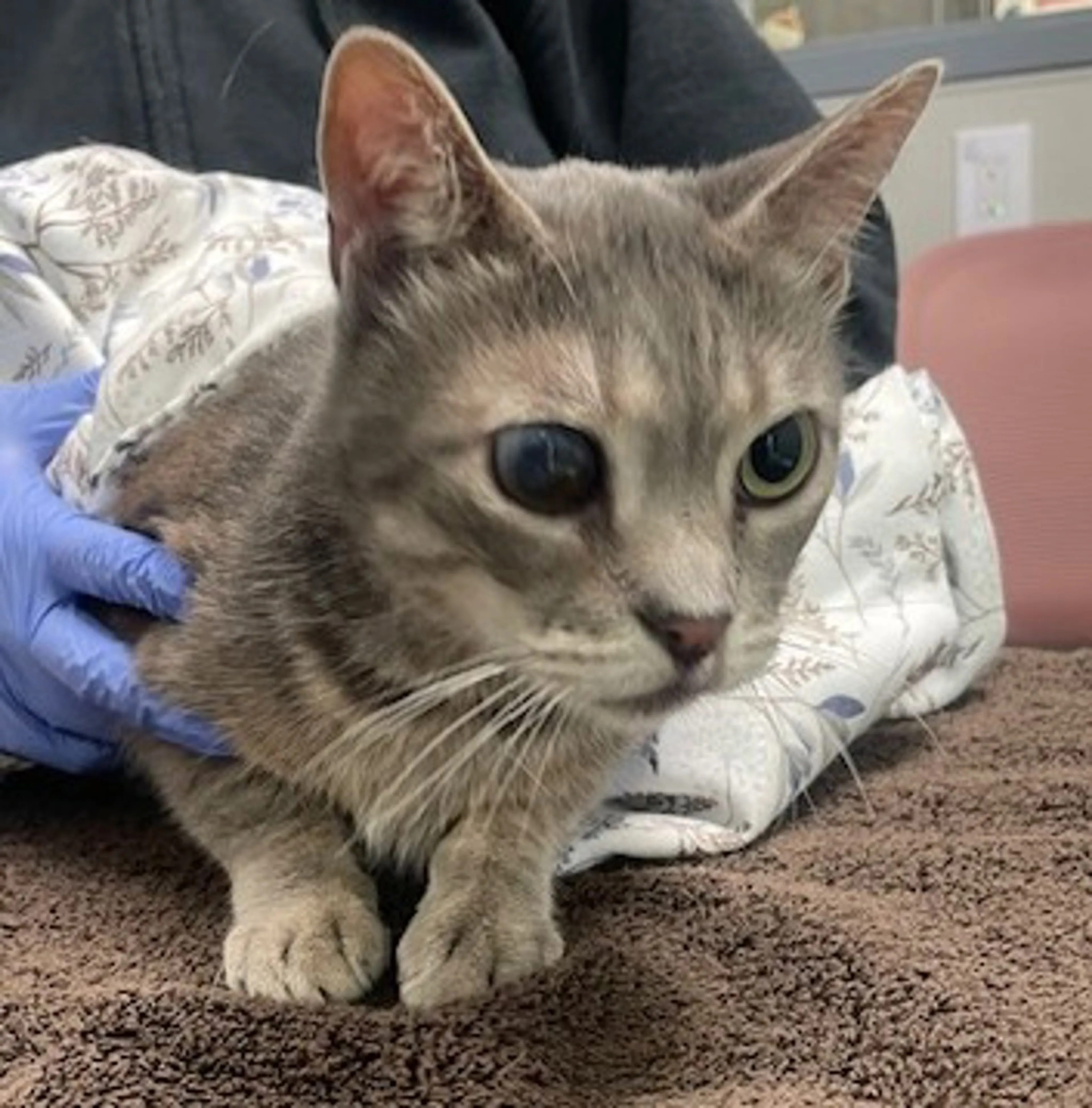 Found pet