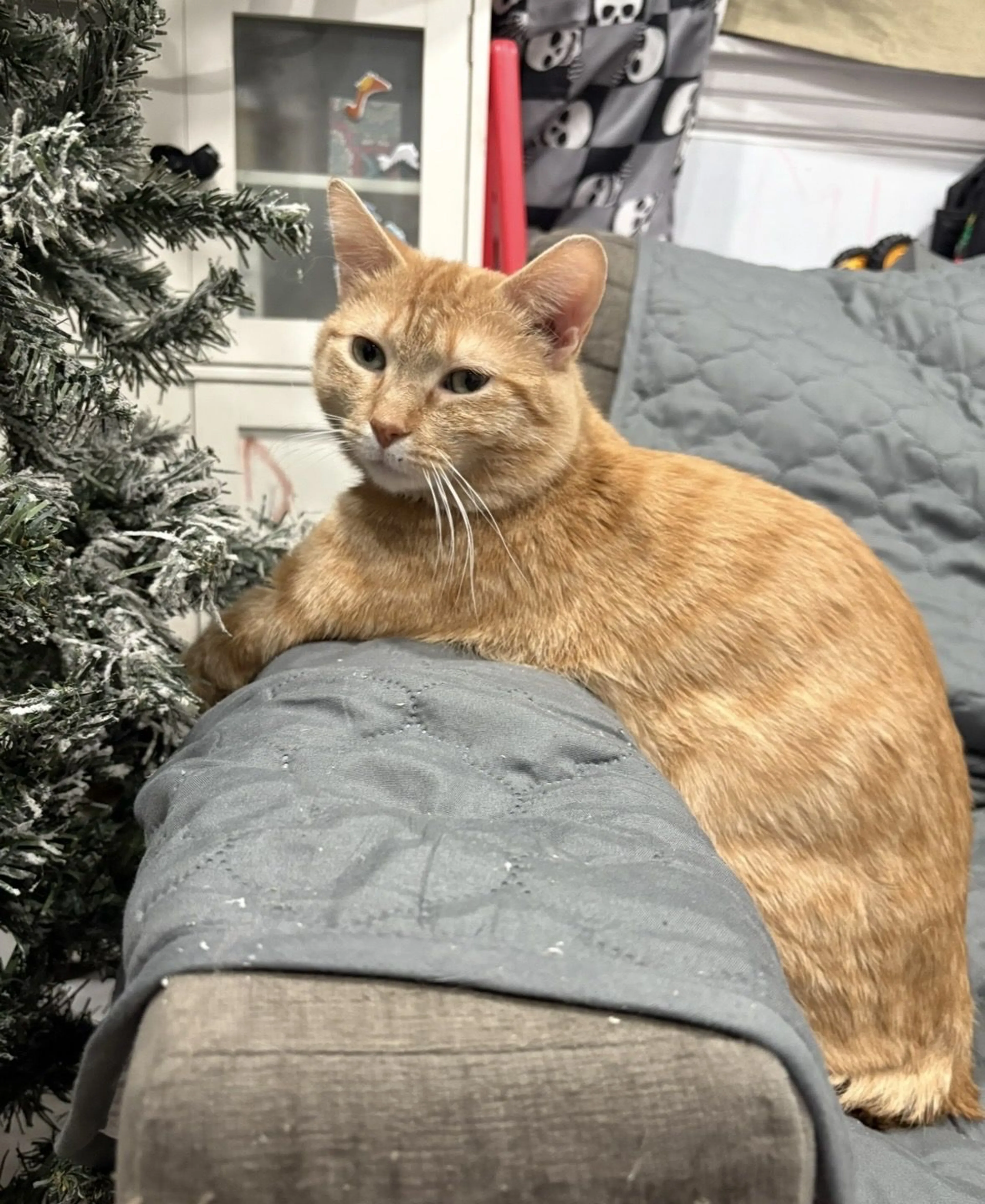 Lost pet-1