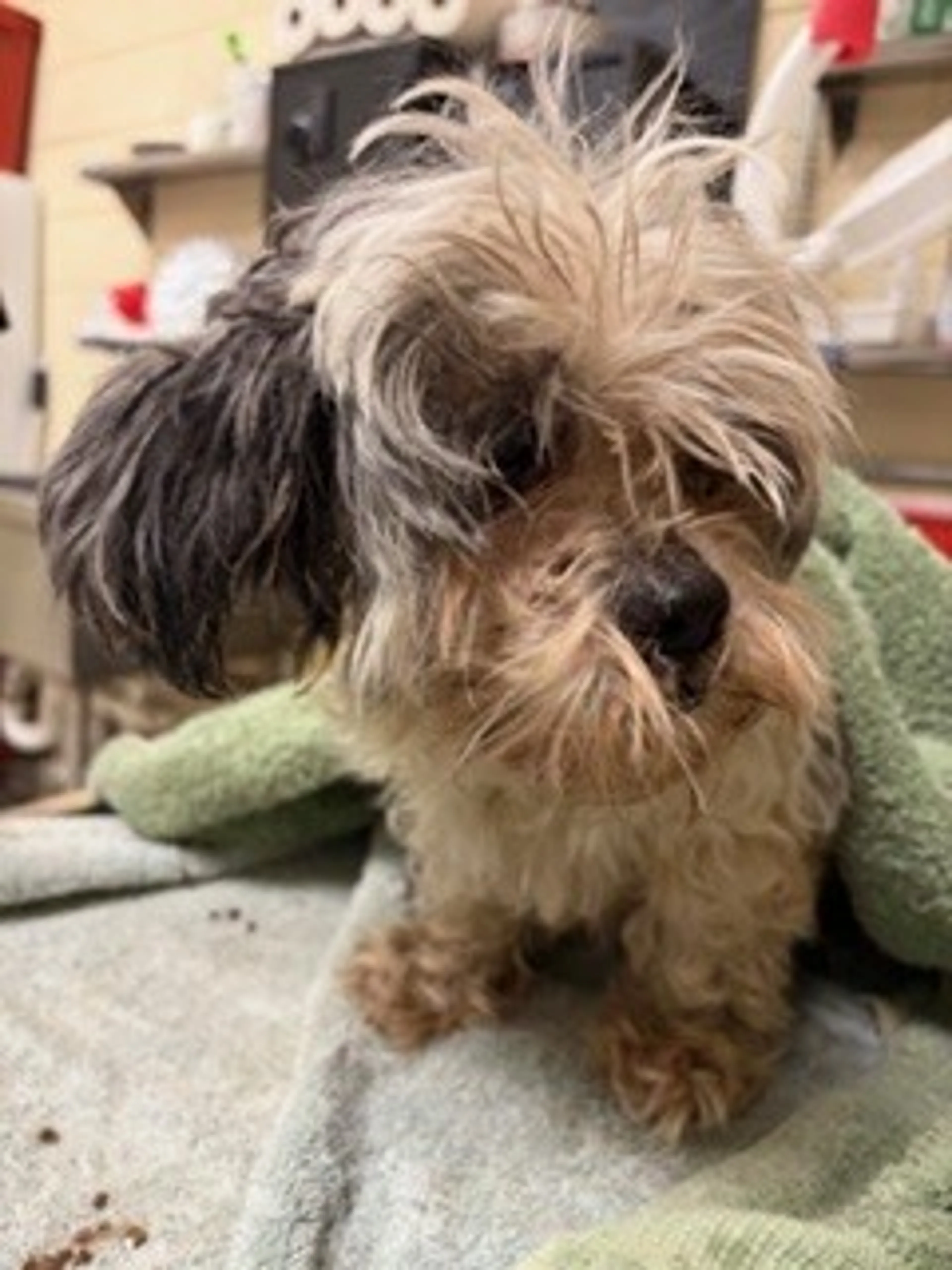Found pet