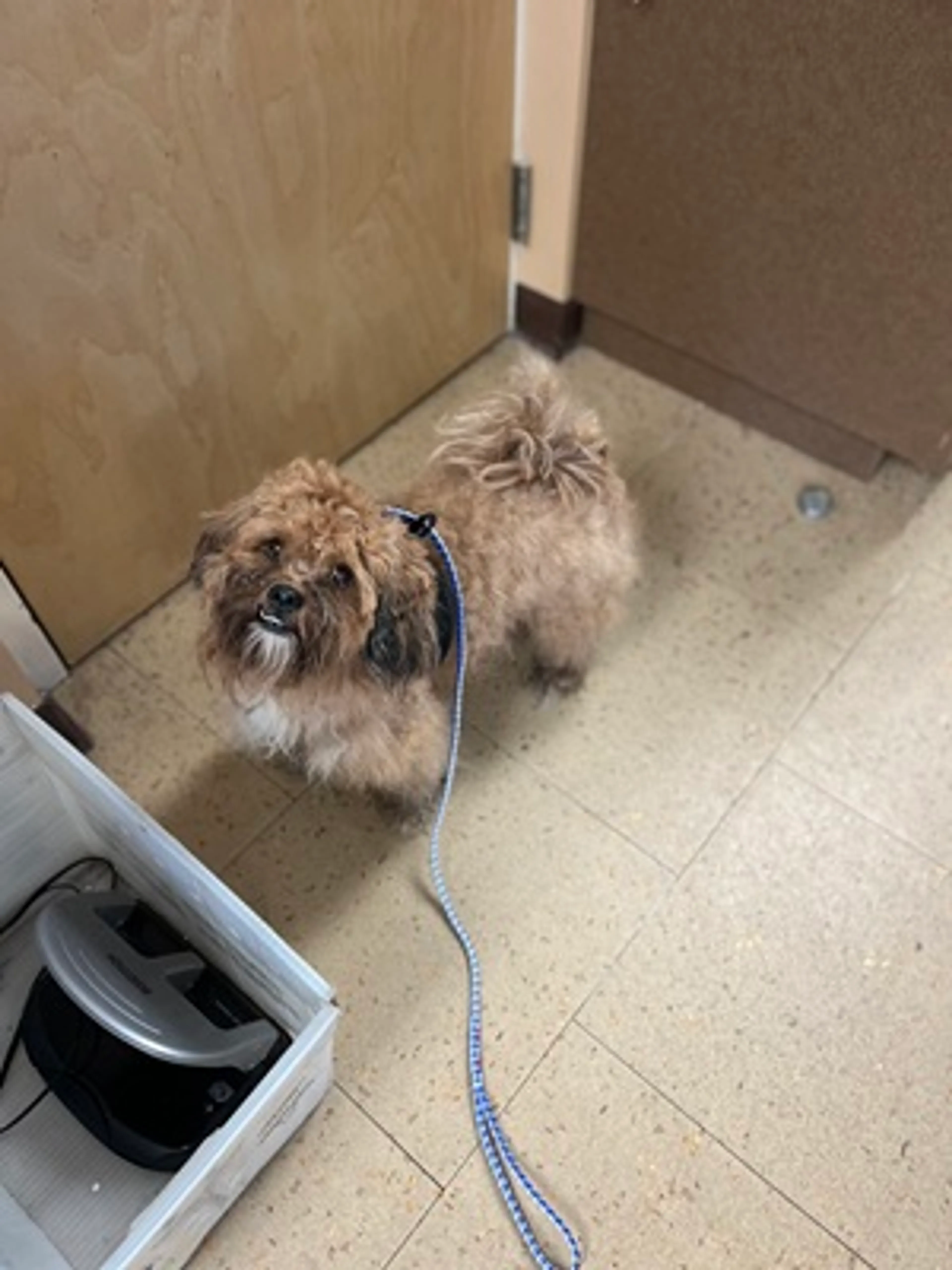 Found pet