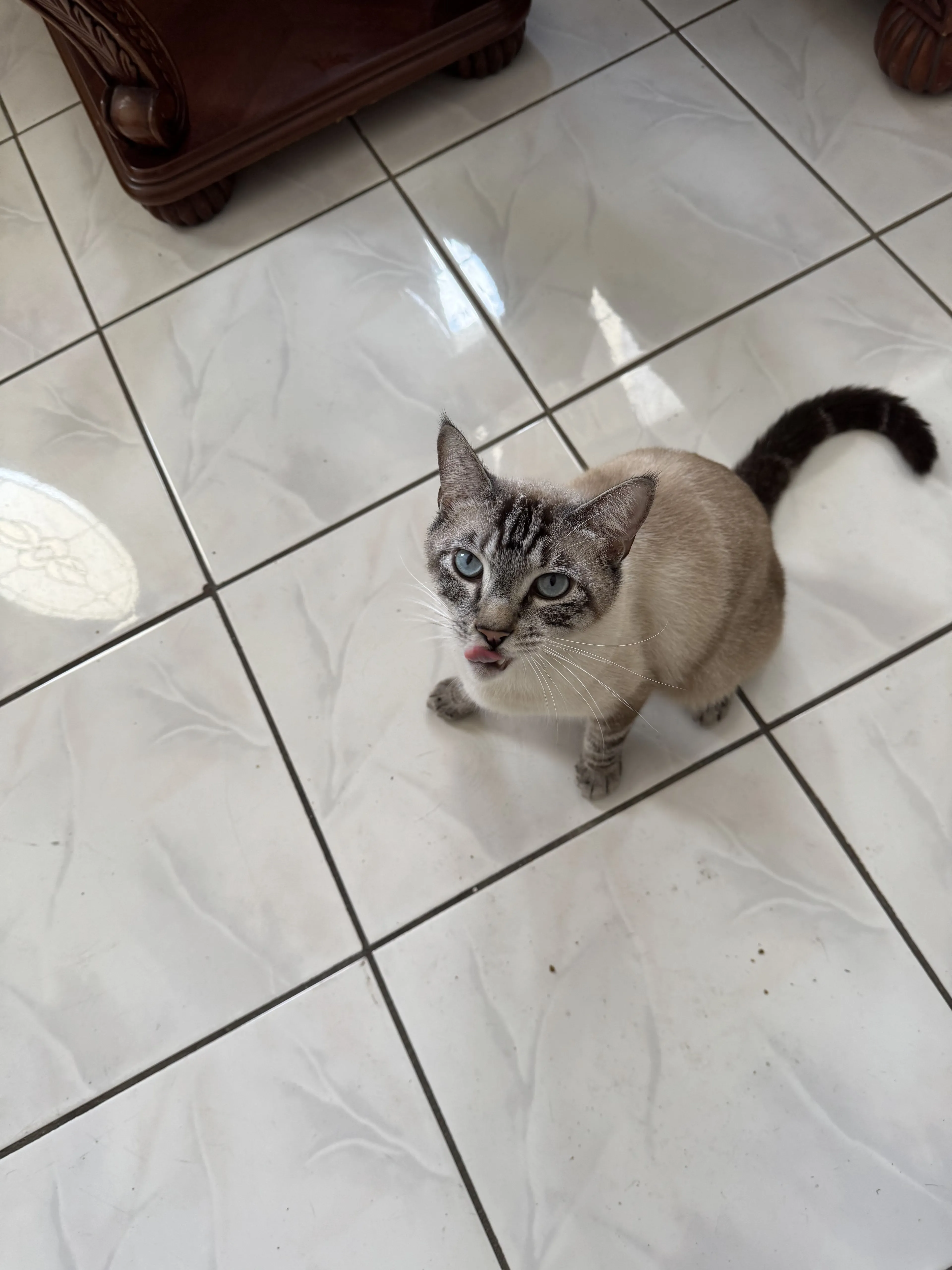 Lost pet