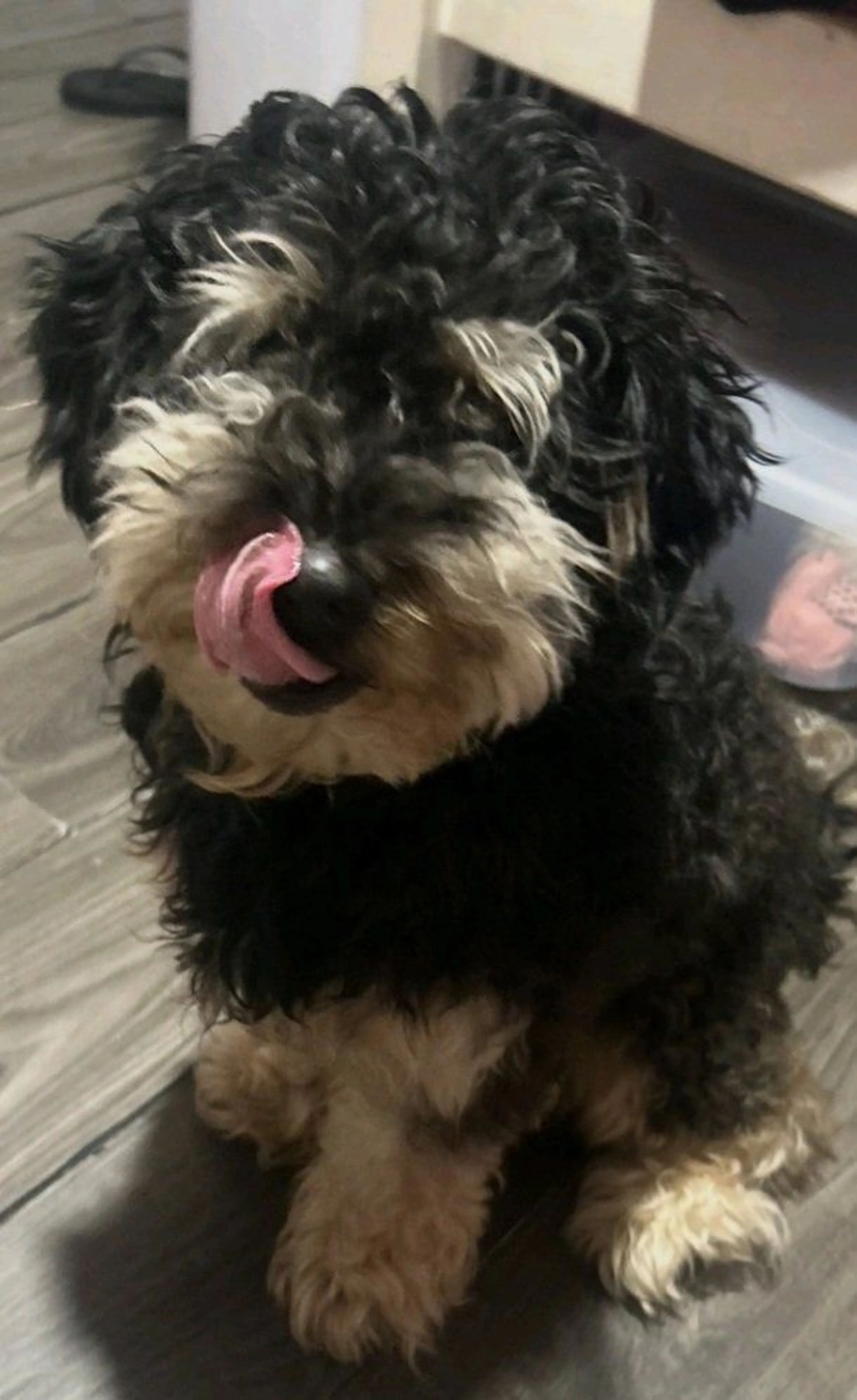 Lost pet
