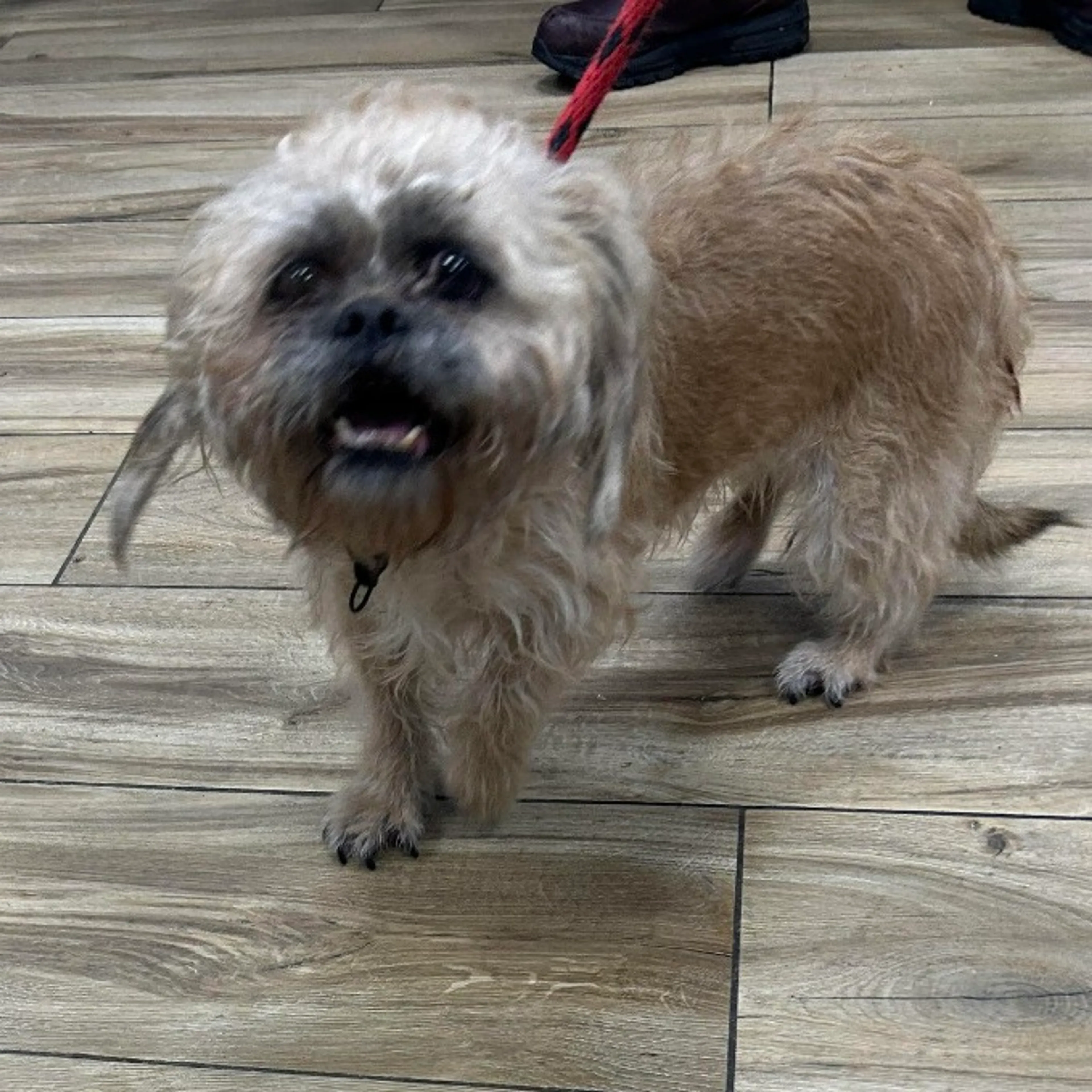 Found pet
