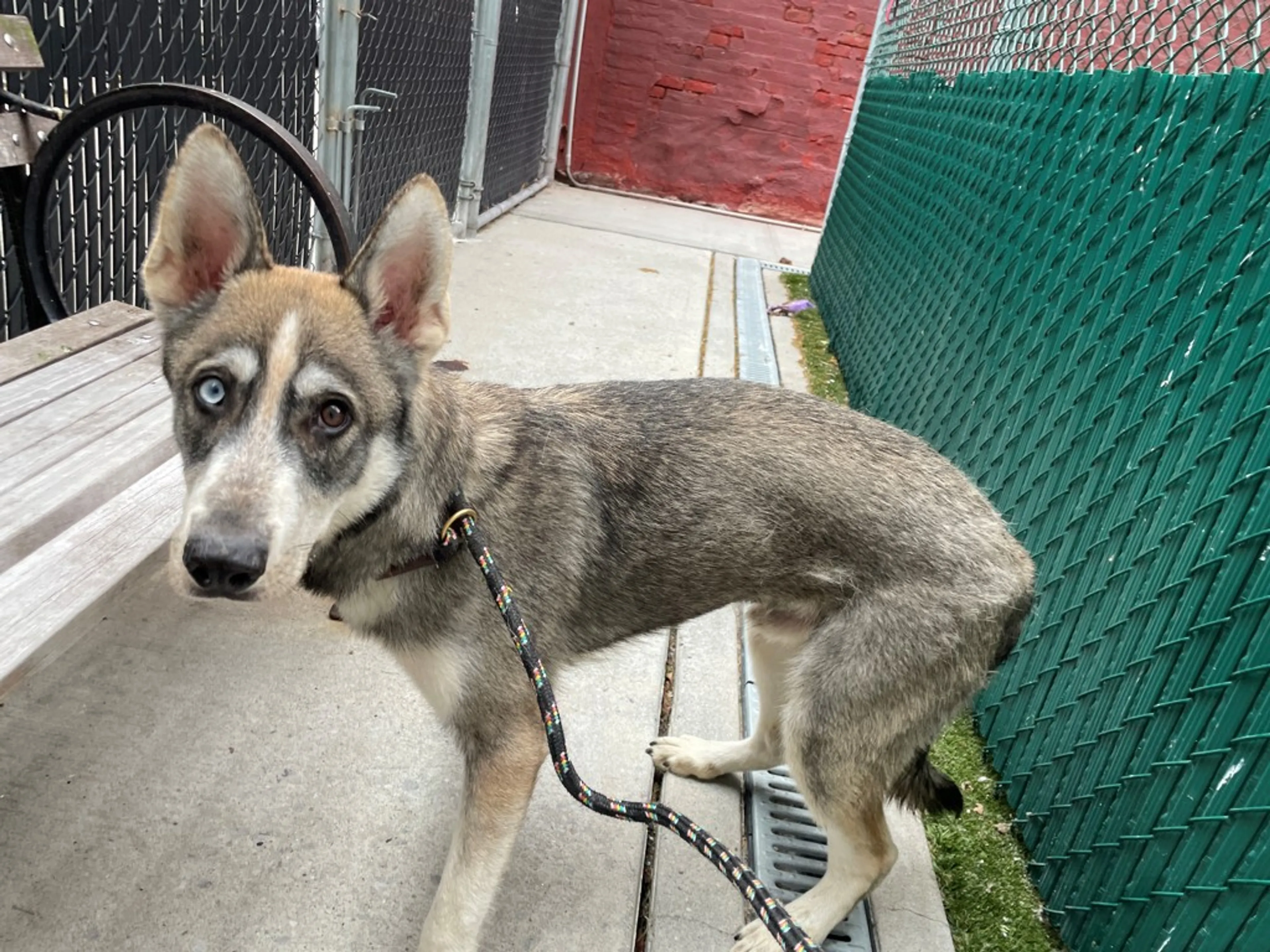 Found pet
