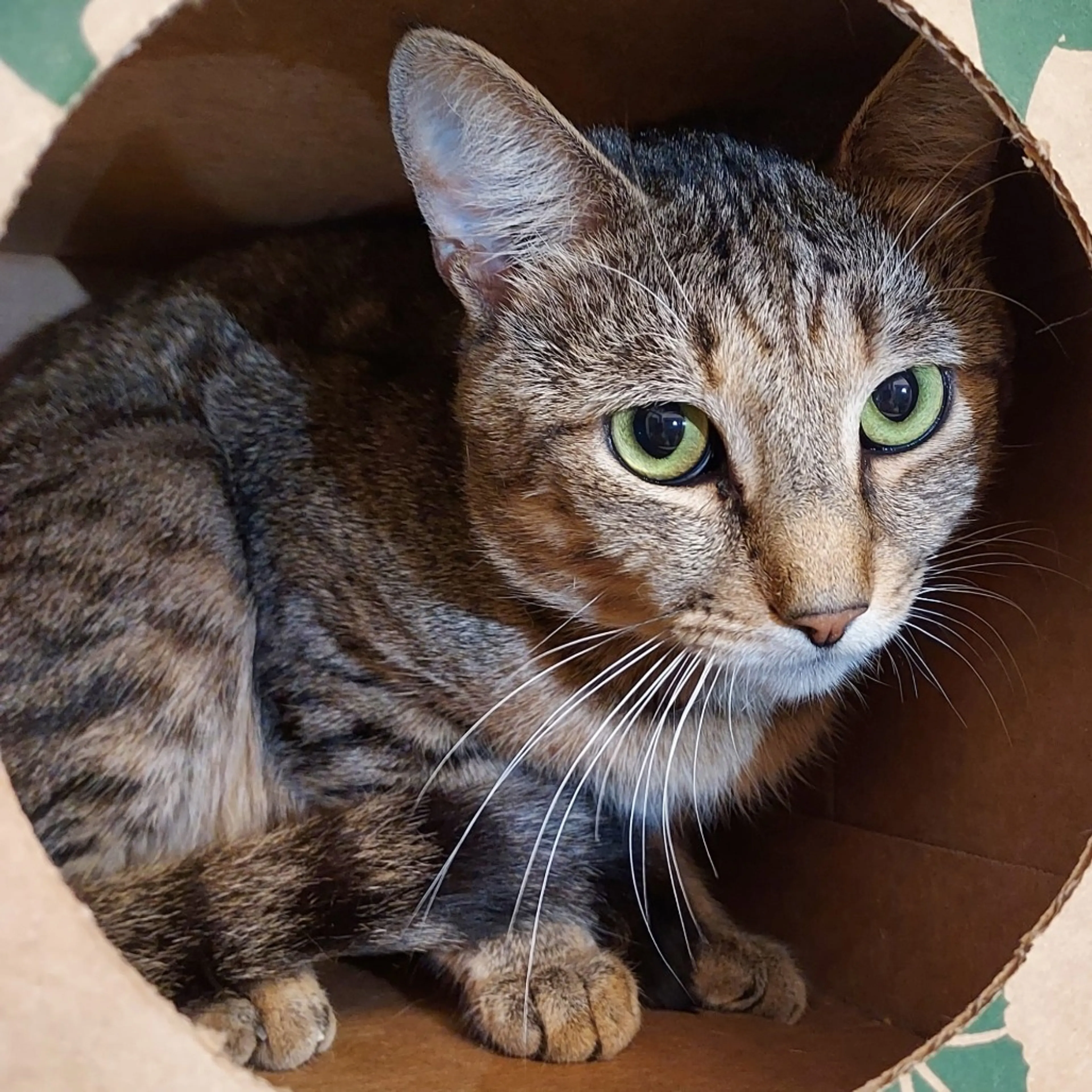 Found pet-1
