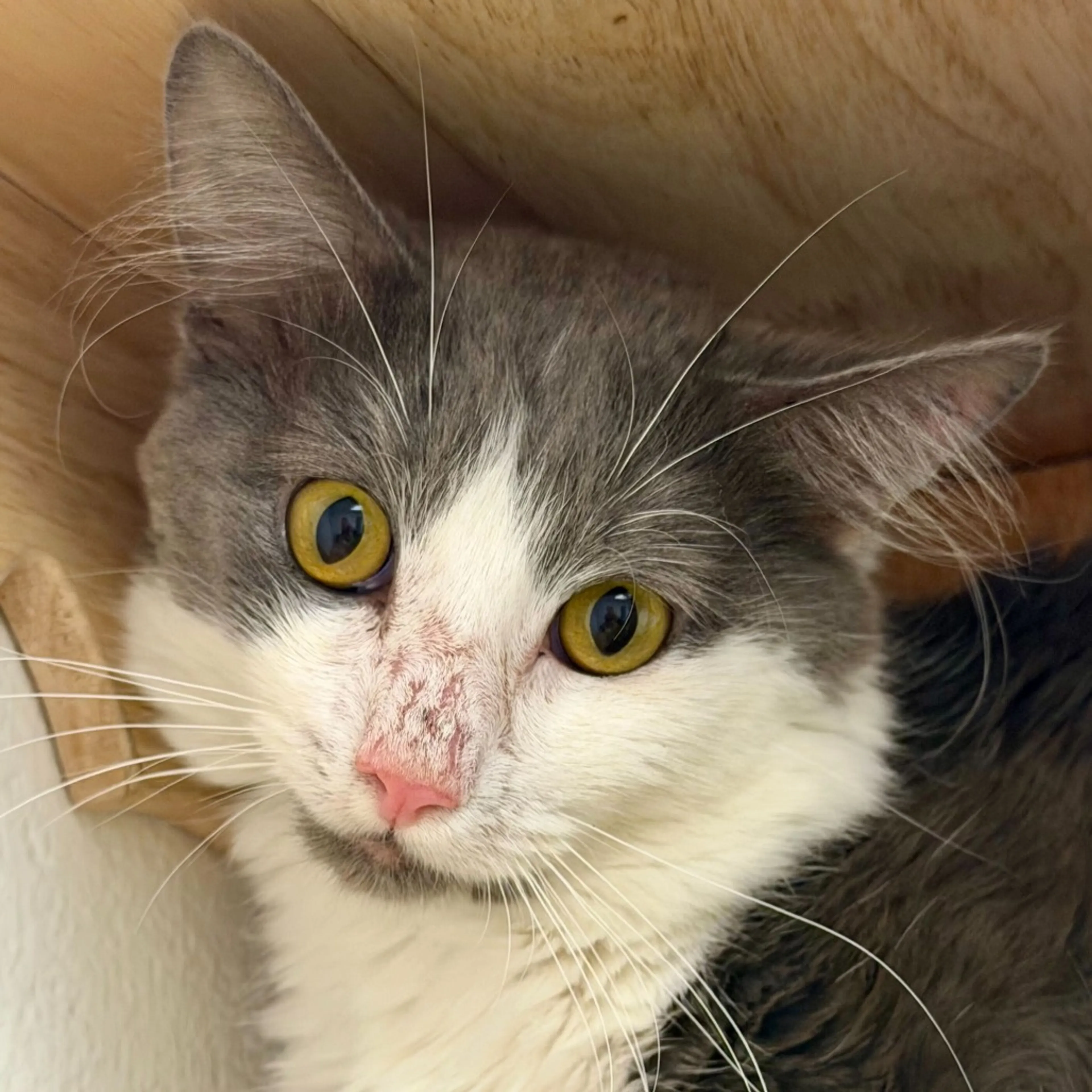 Found pet-3