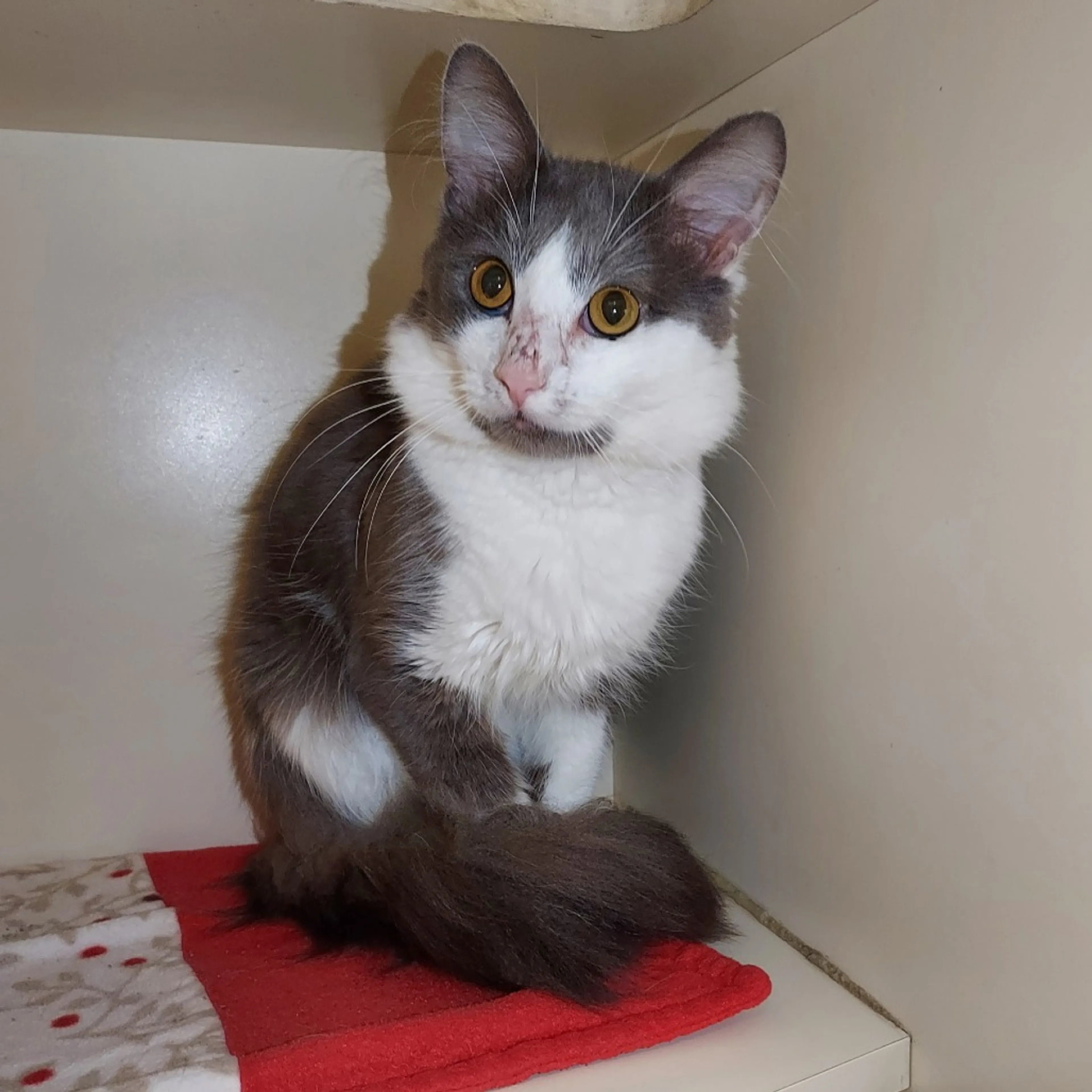 Found pet-1
