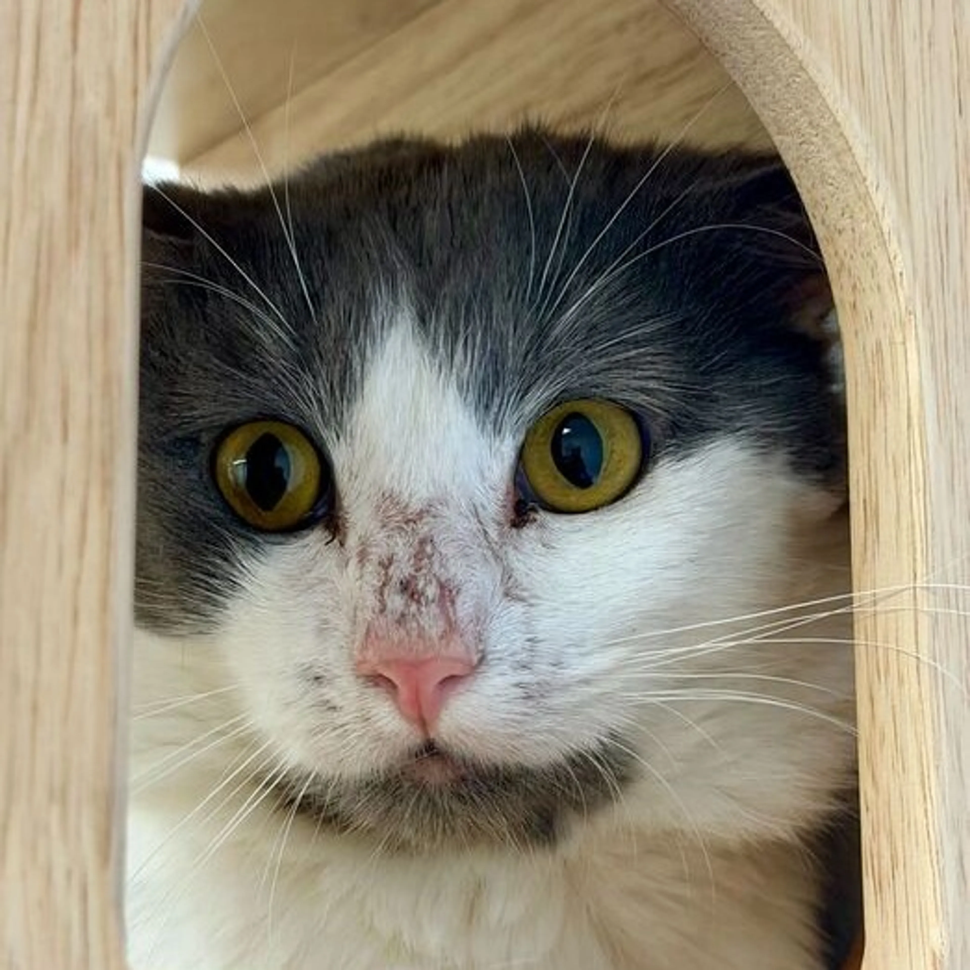 Found pet-4