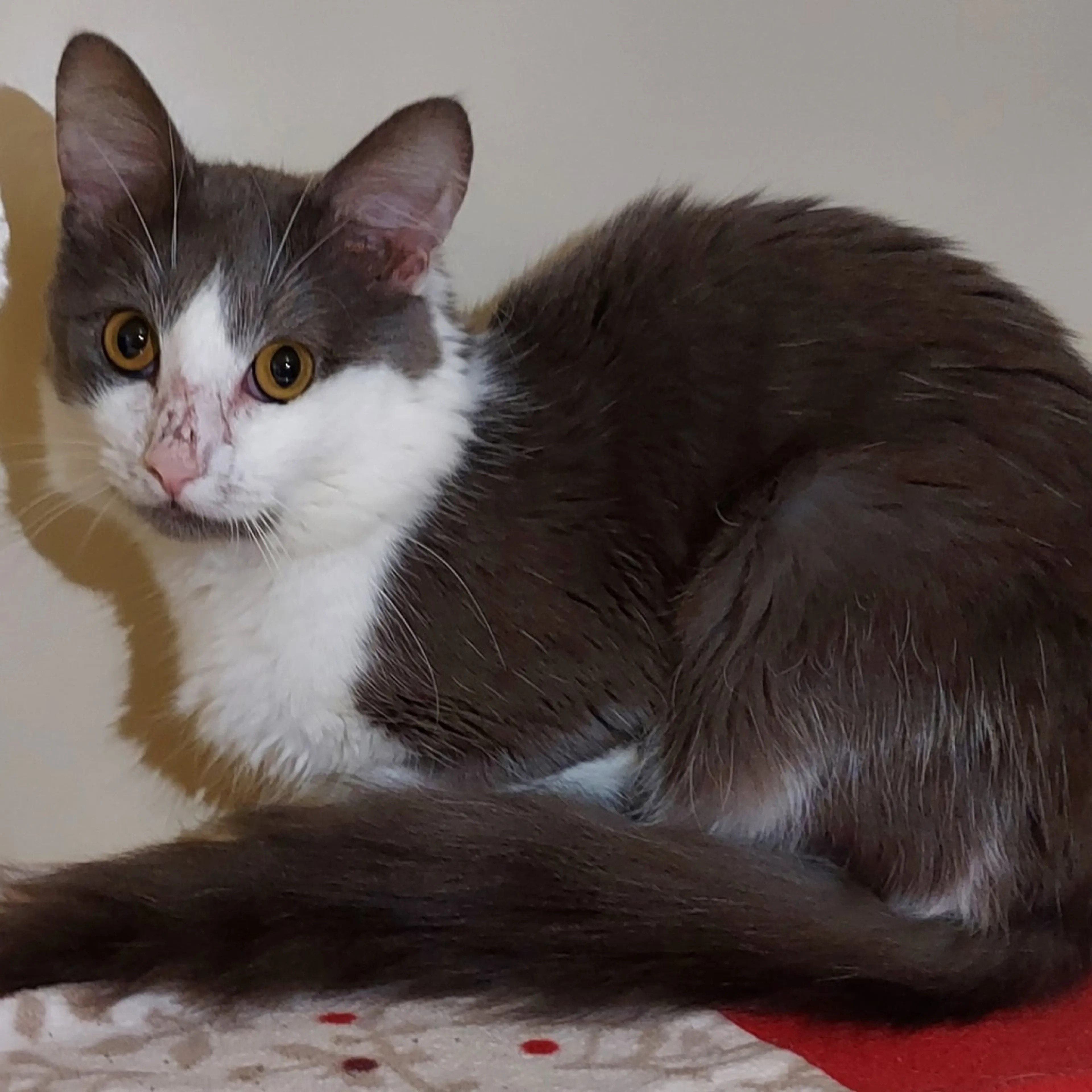 Found pet-2