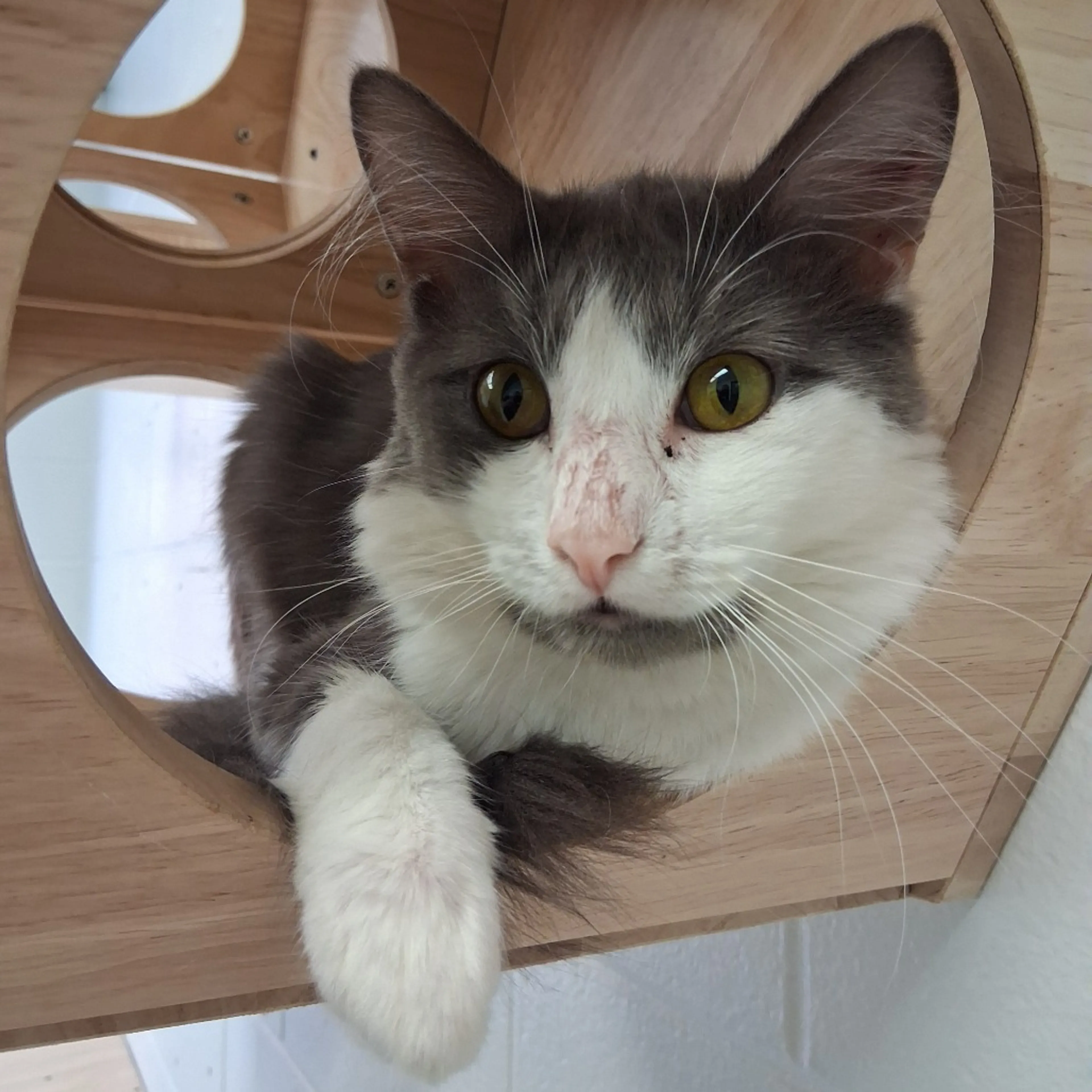 Found pet-5