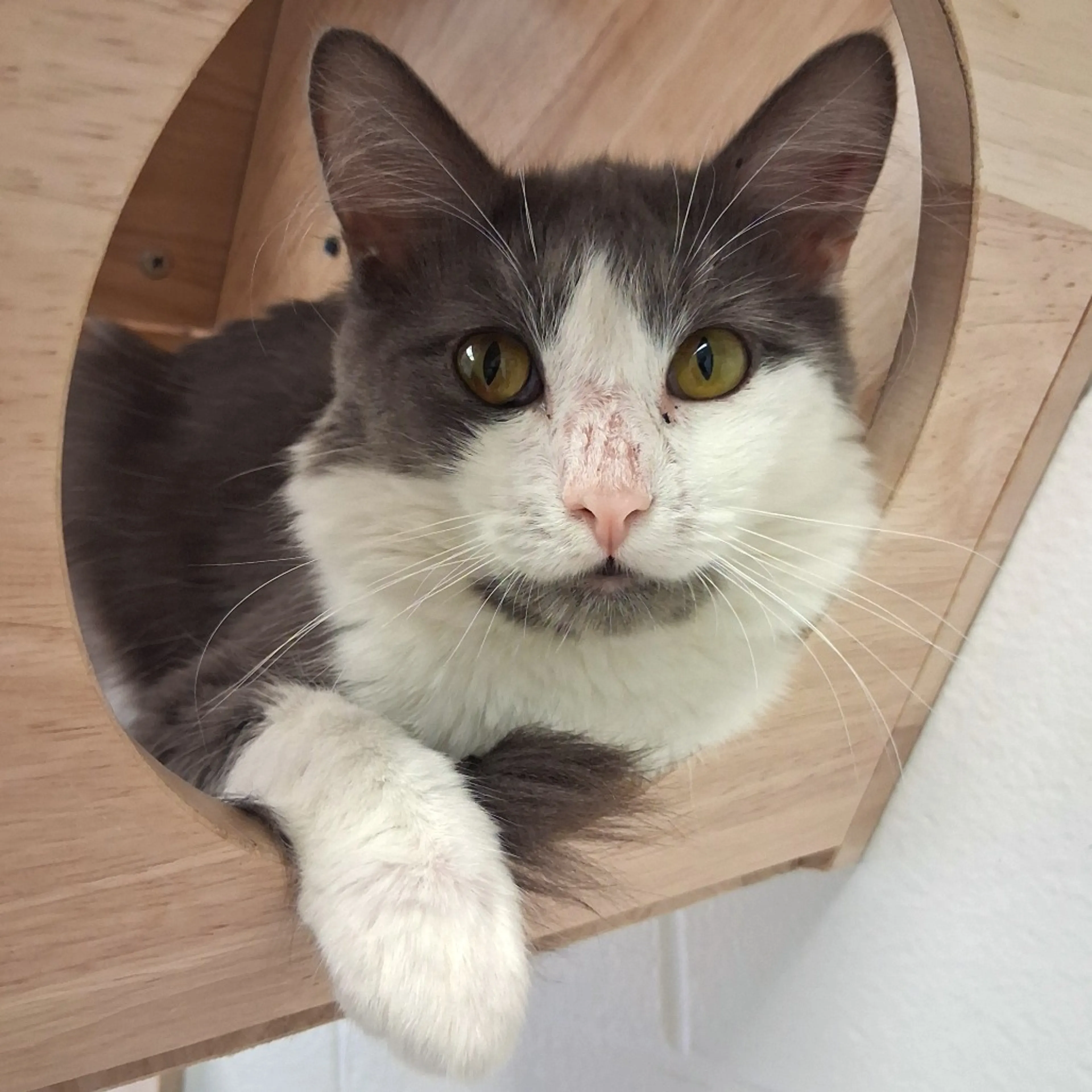 Found pet-0