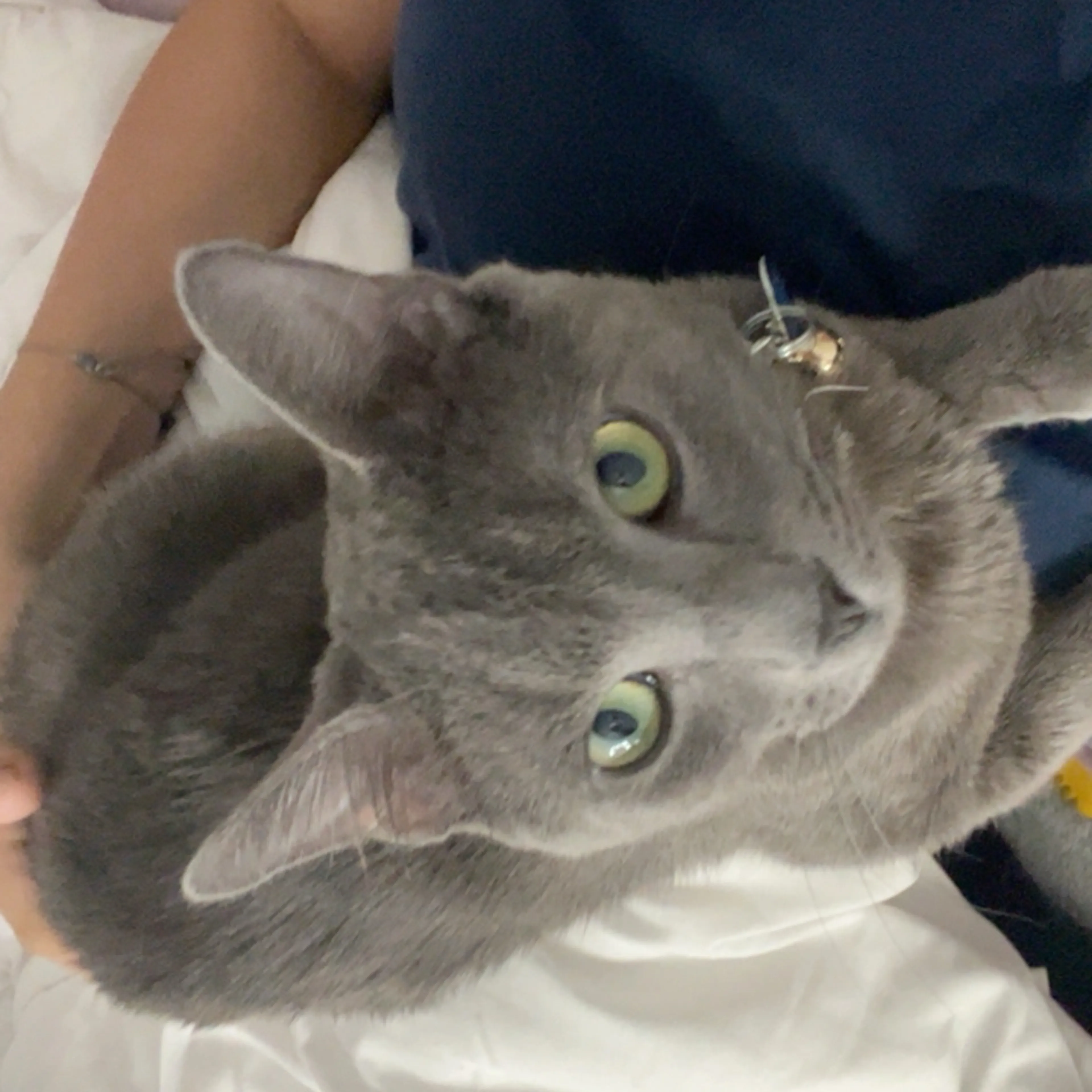 Lost pet-2