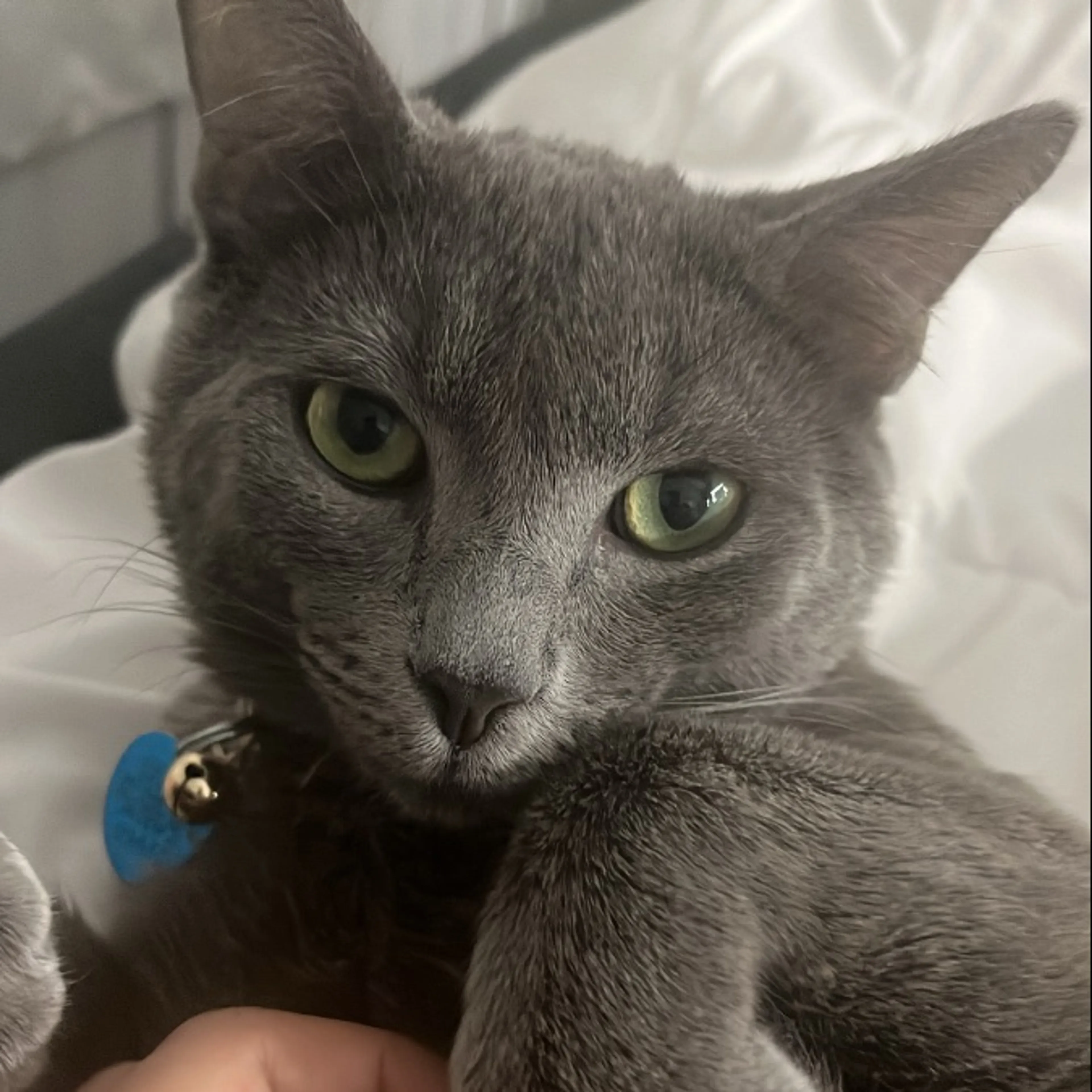 Lost pet-0