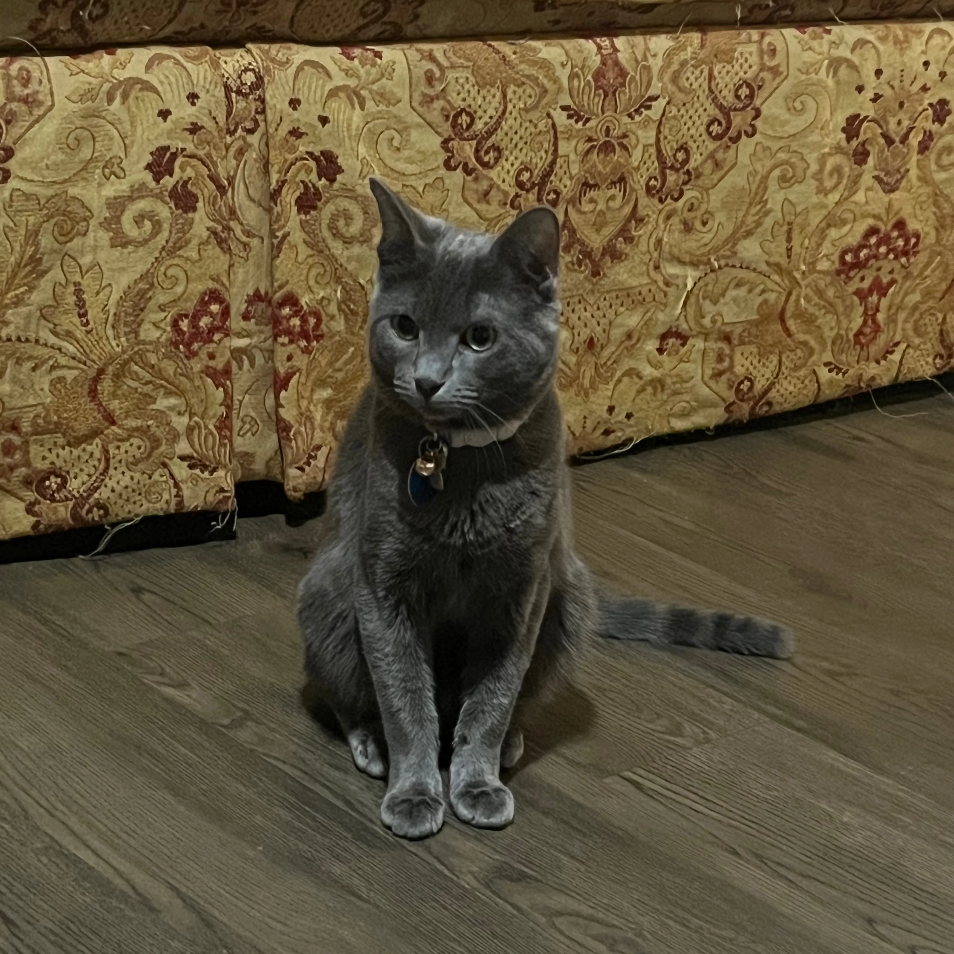 Lost pet-1