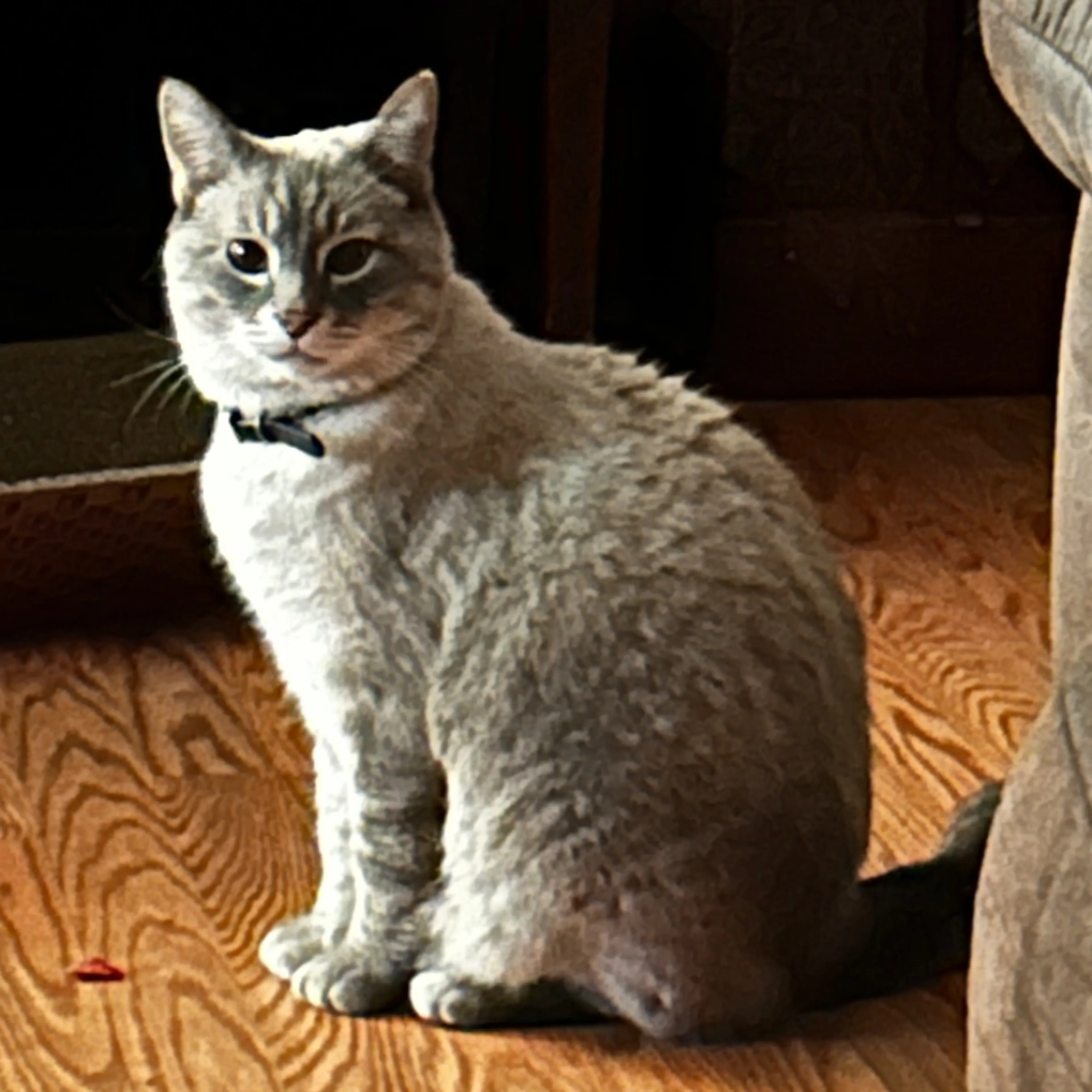 Lost pet-0