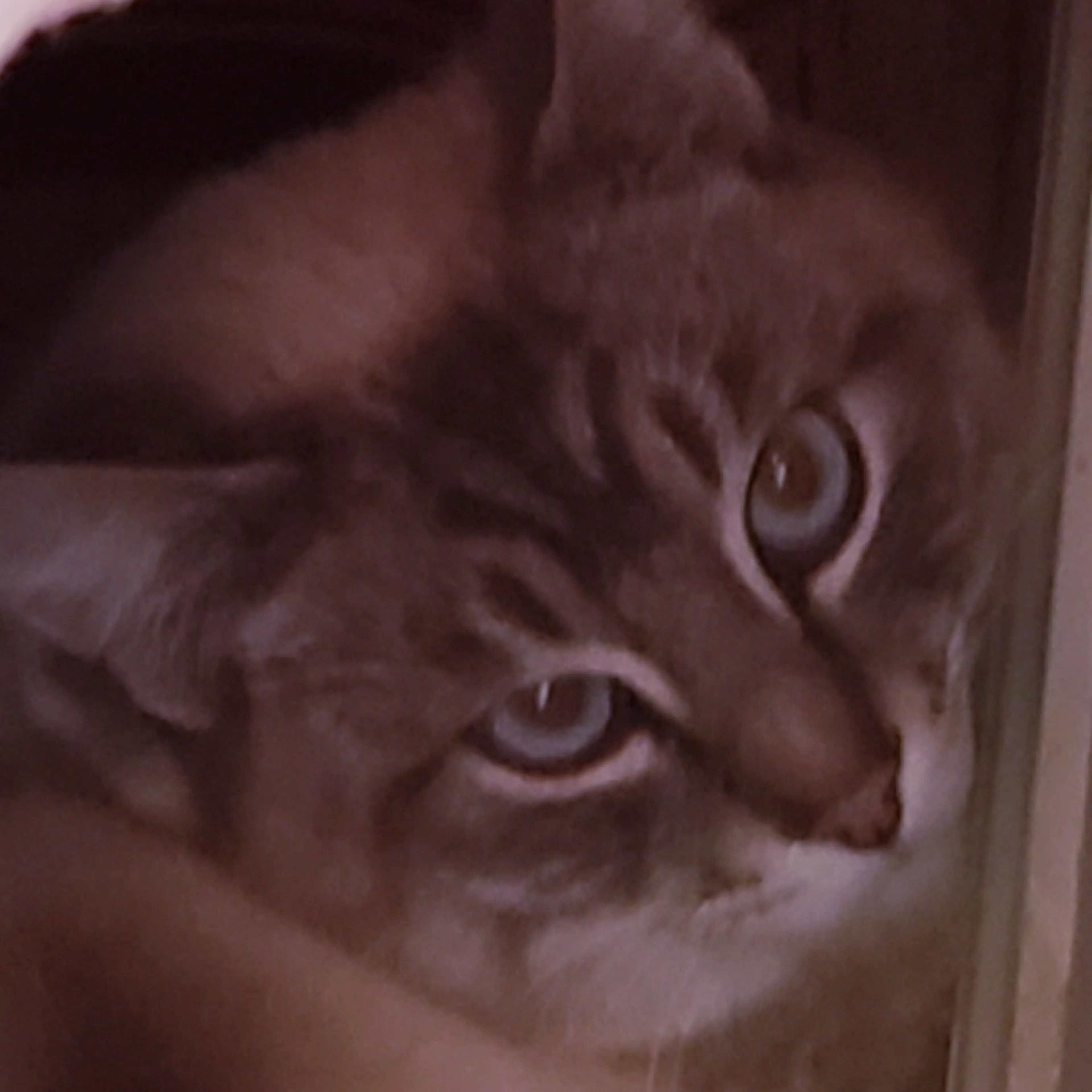 Lost pet-2