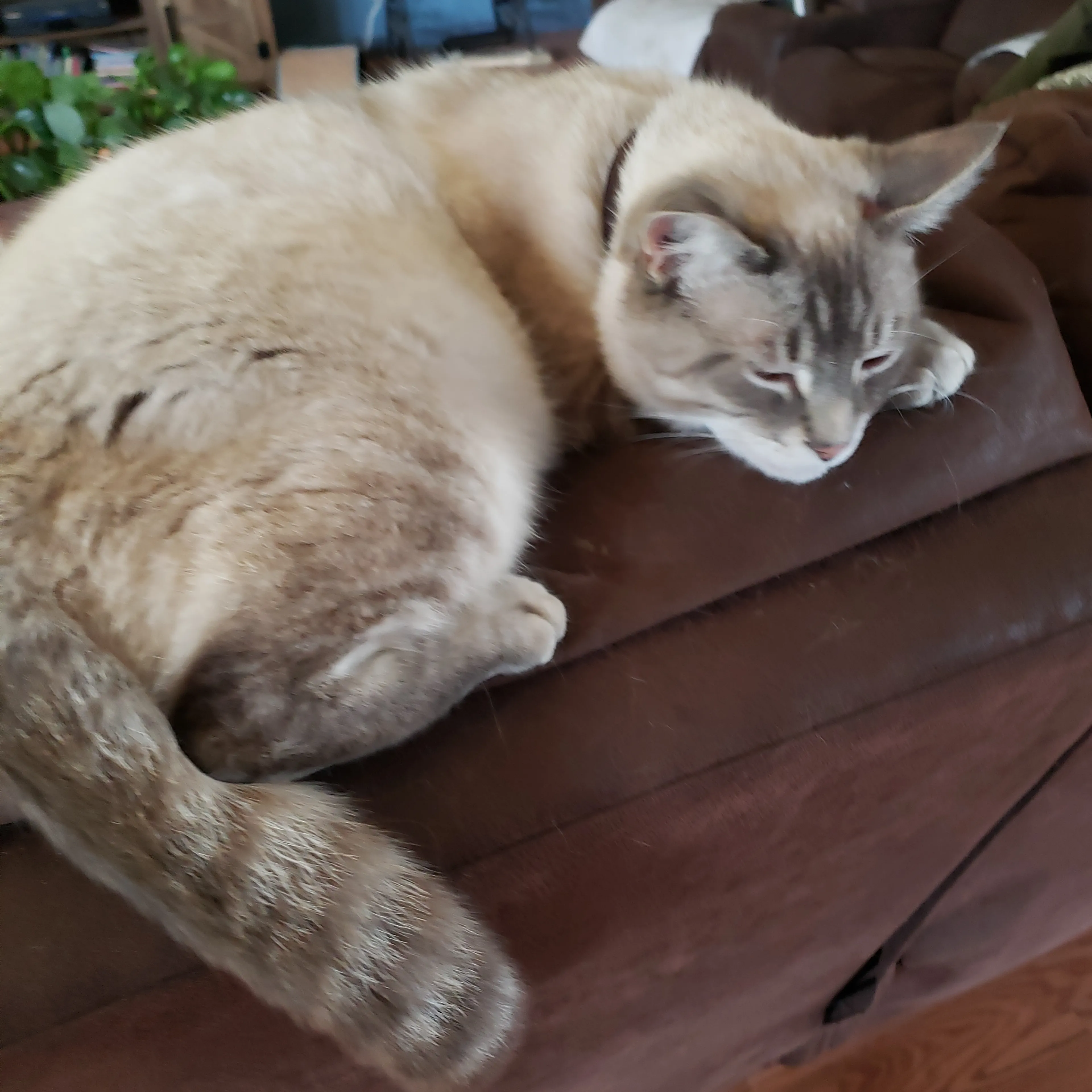 Lost pet-1