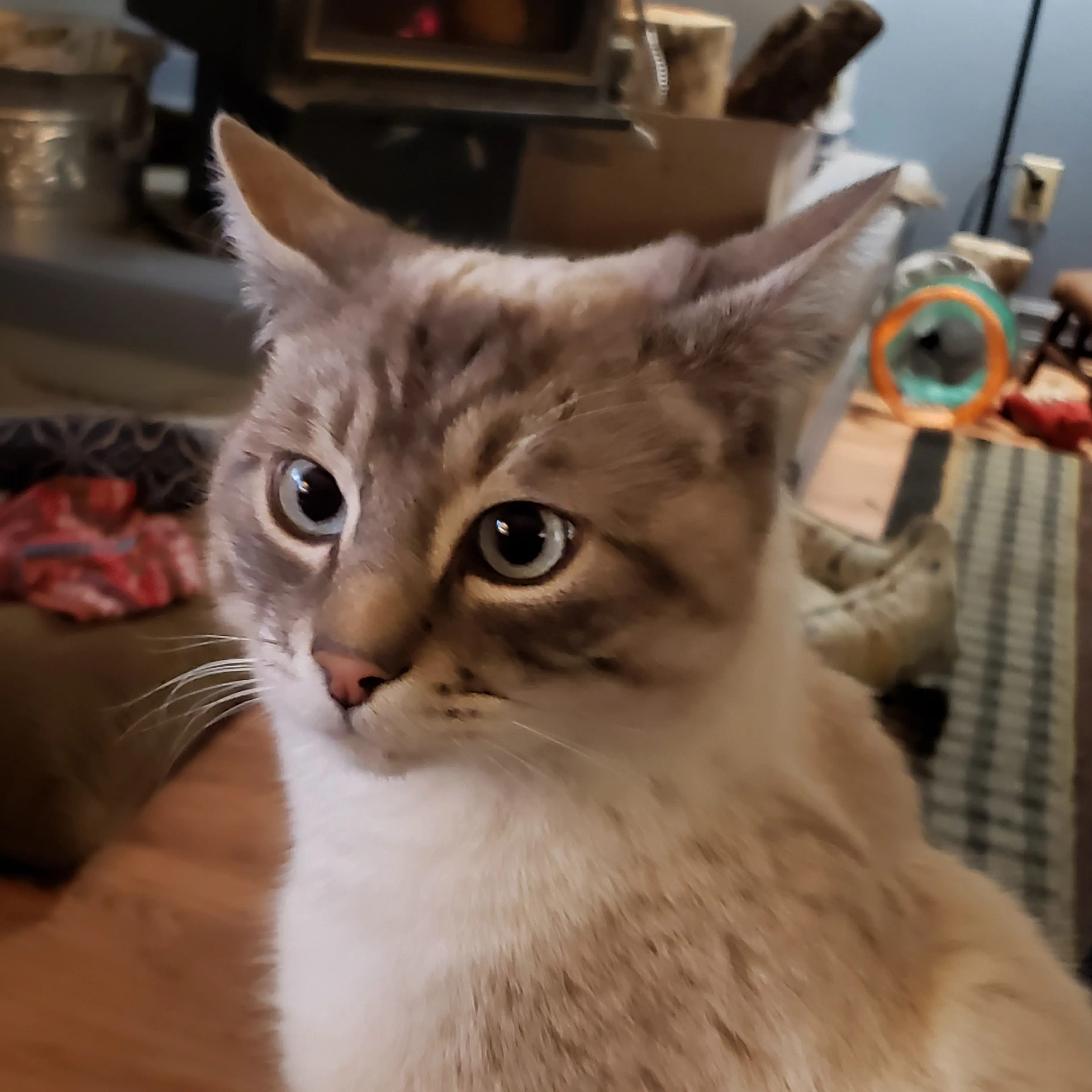 Lost pet-3