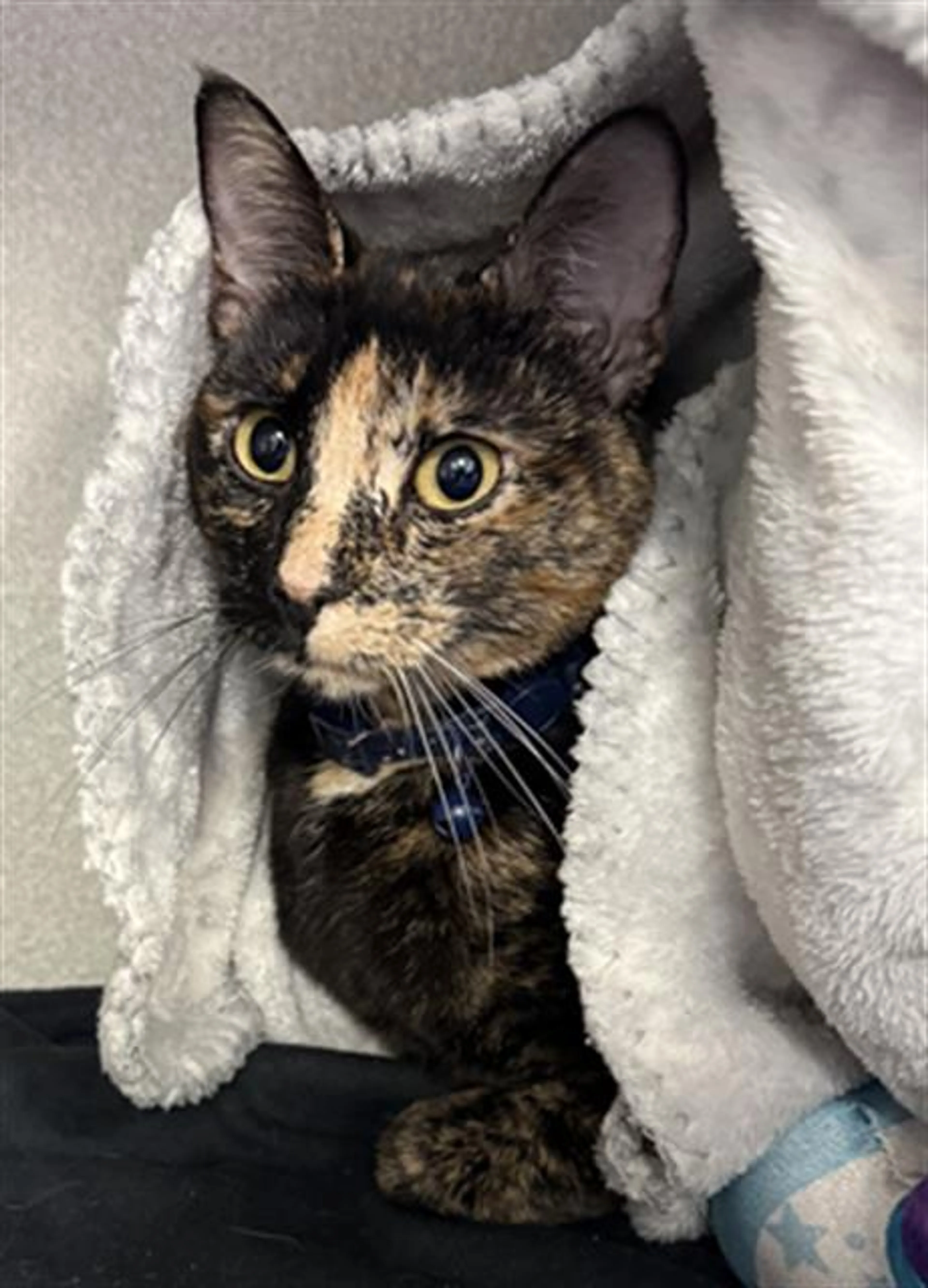 Found pet