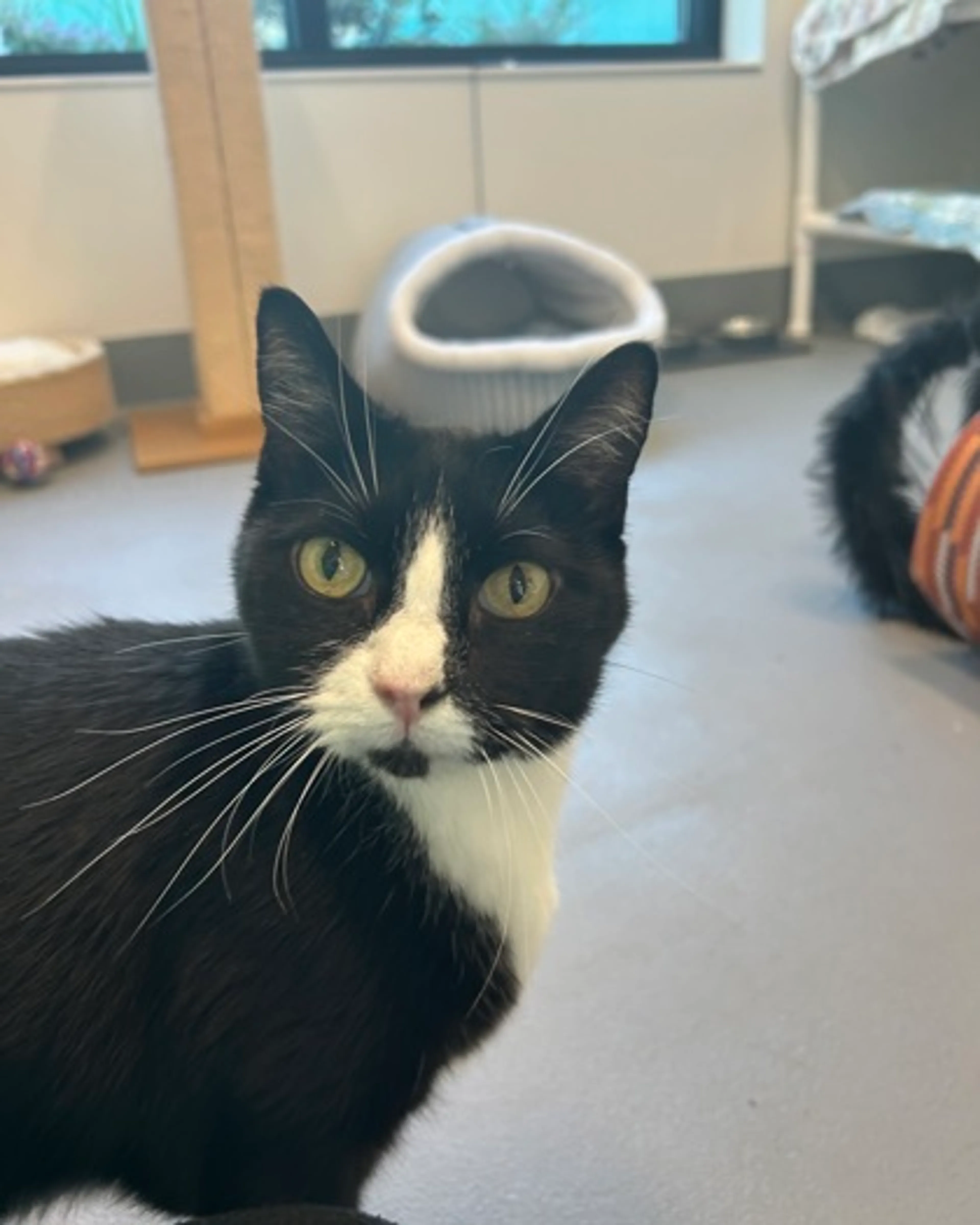 Found pet-2