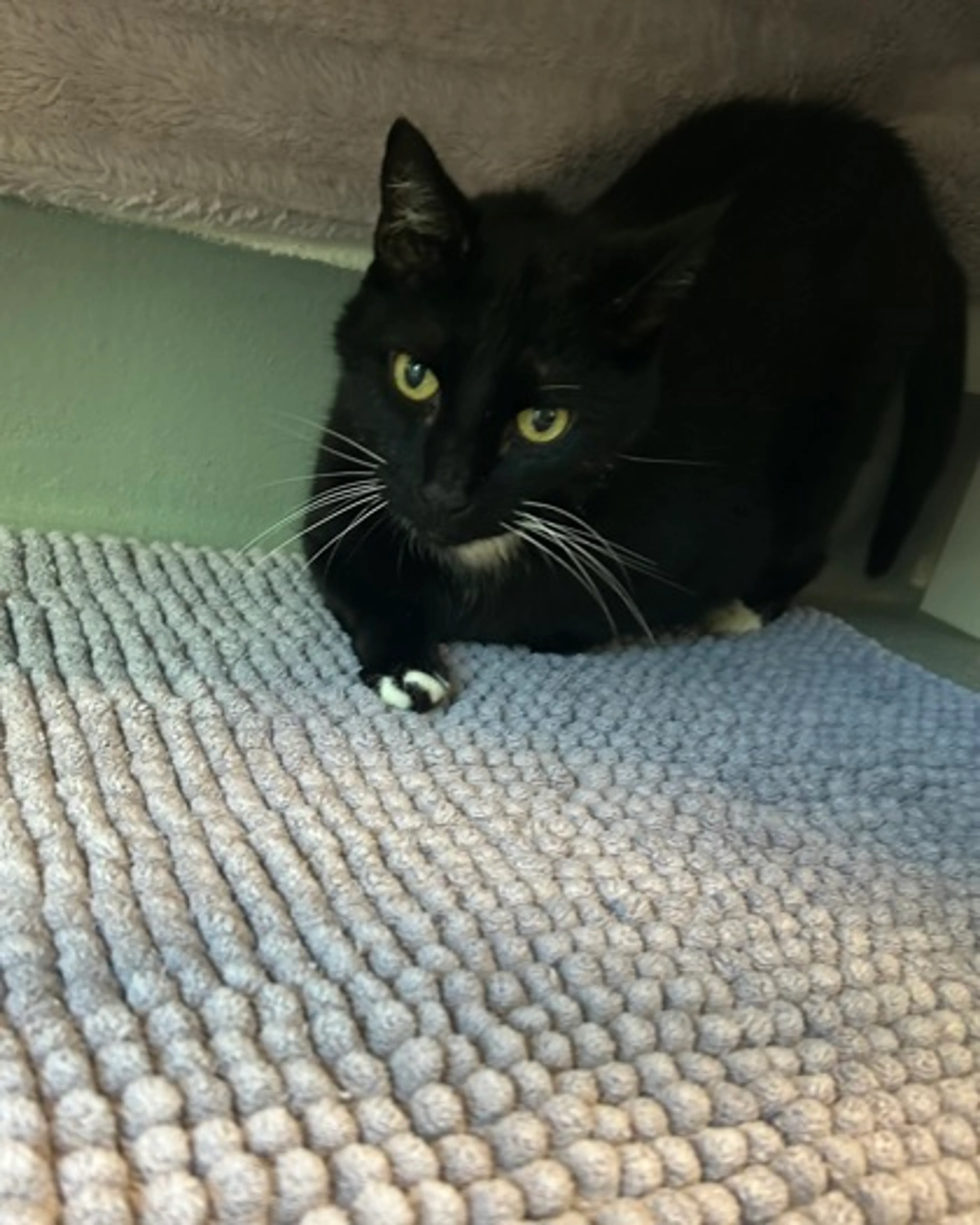 Found pet-2
