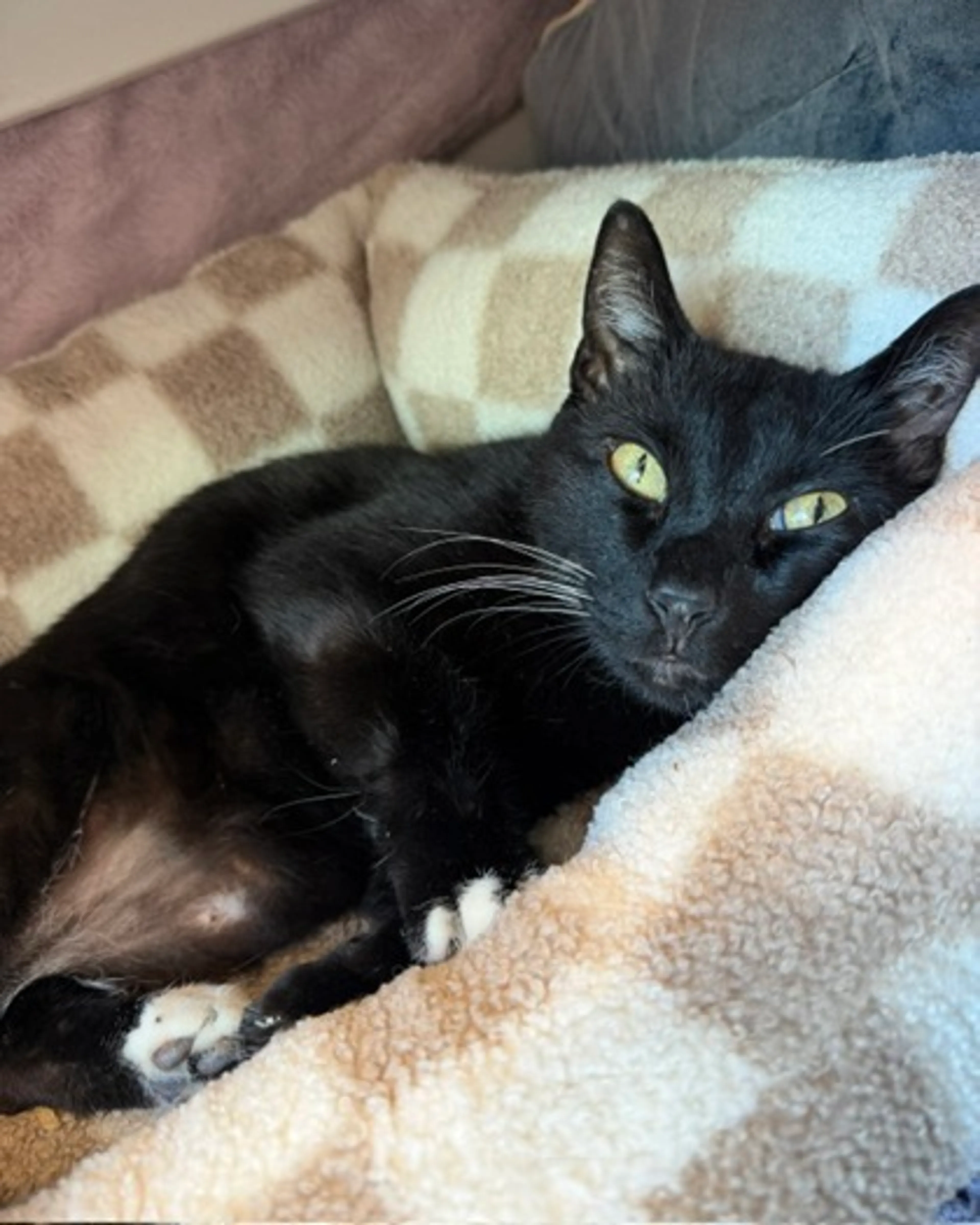 Found pet-1