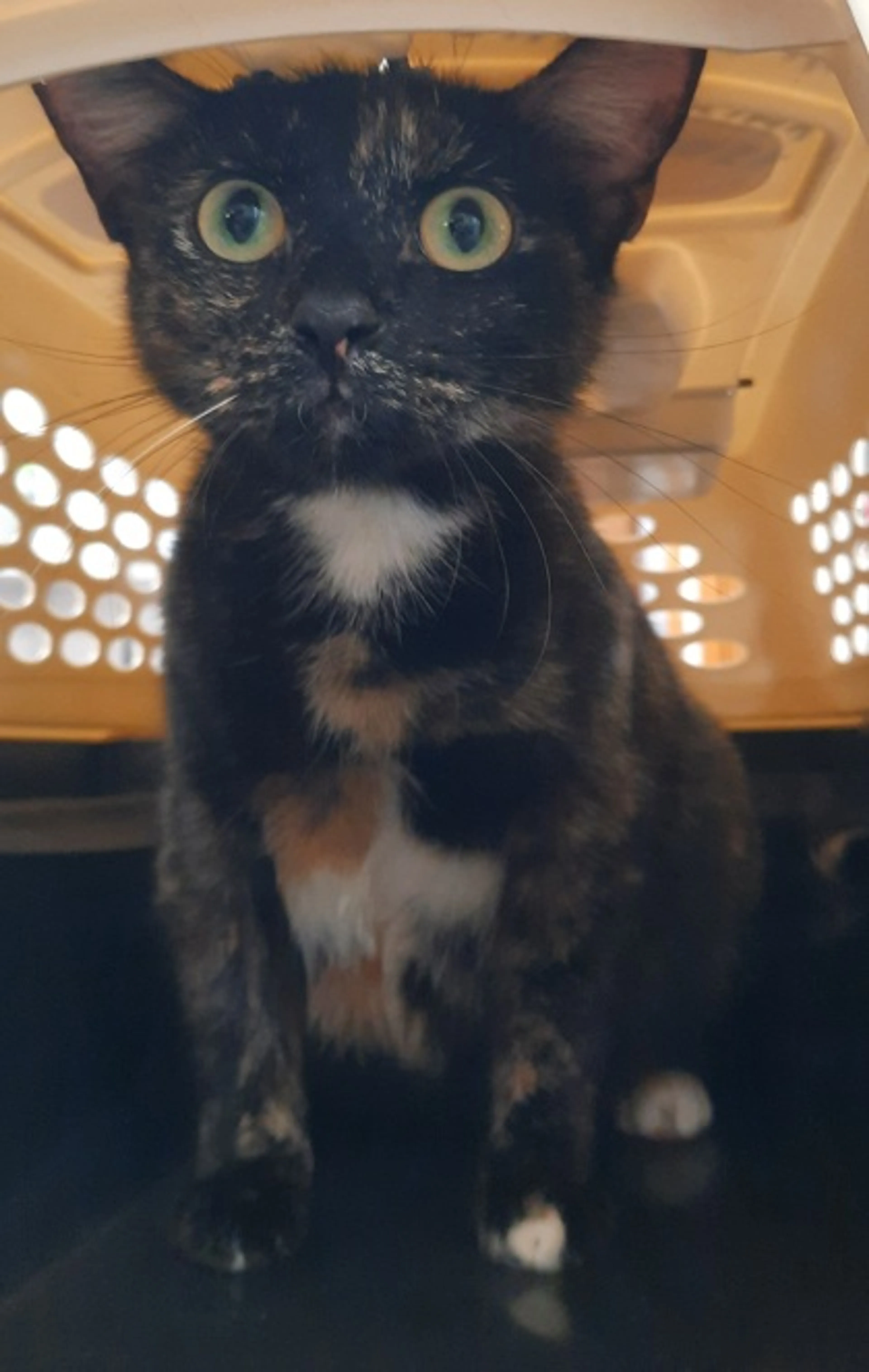 Found pet