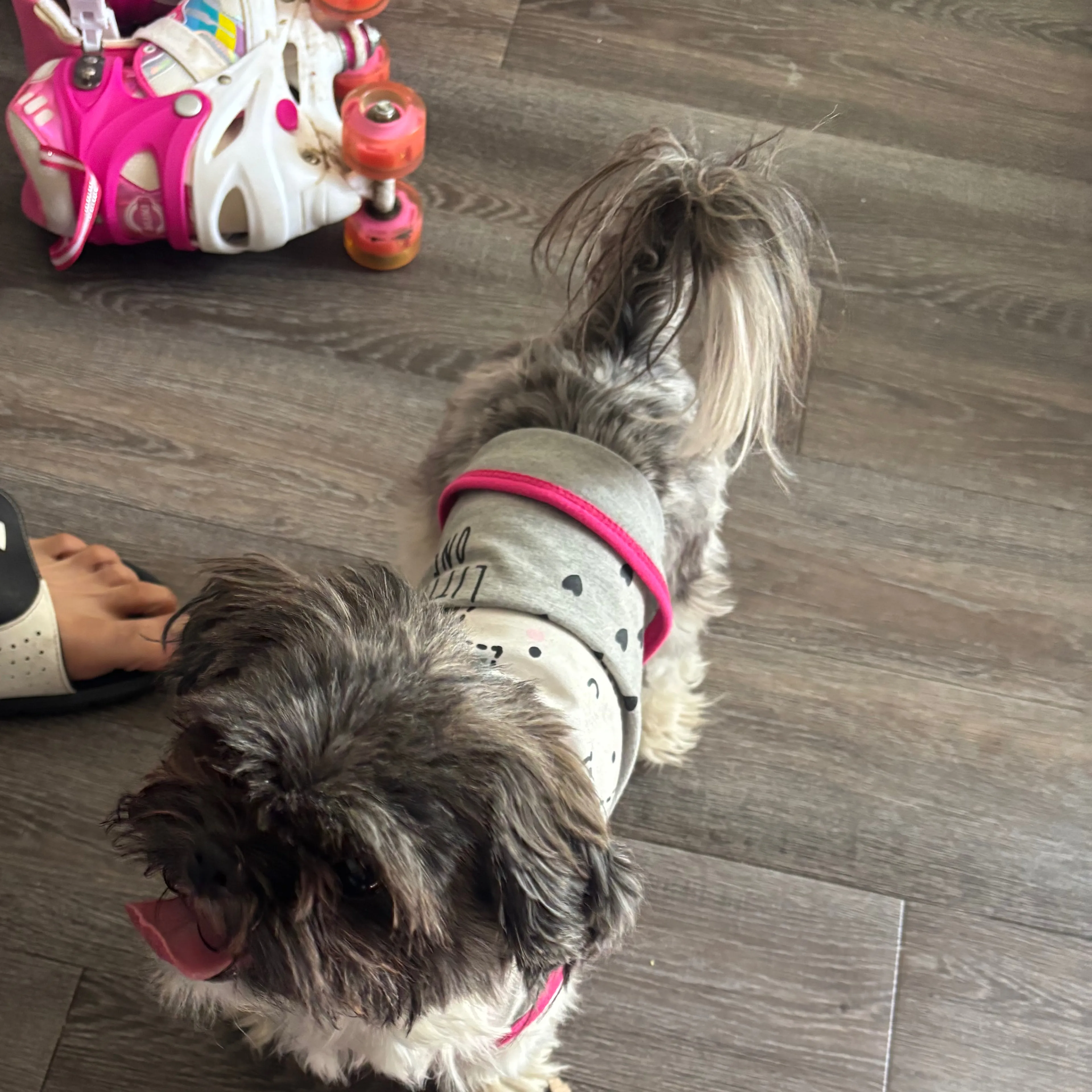 Lost pet-1