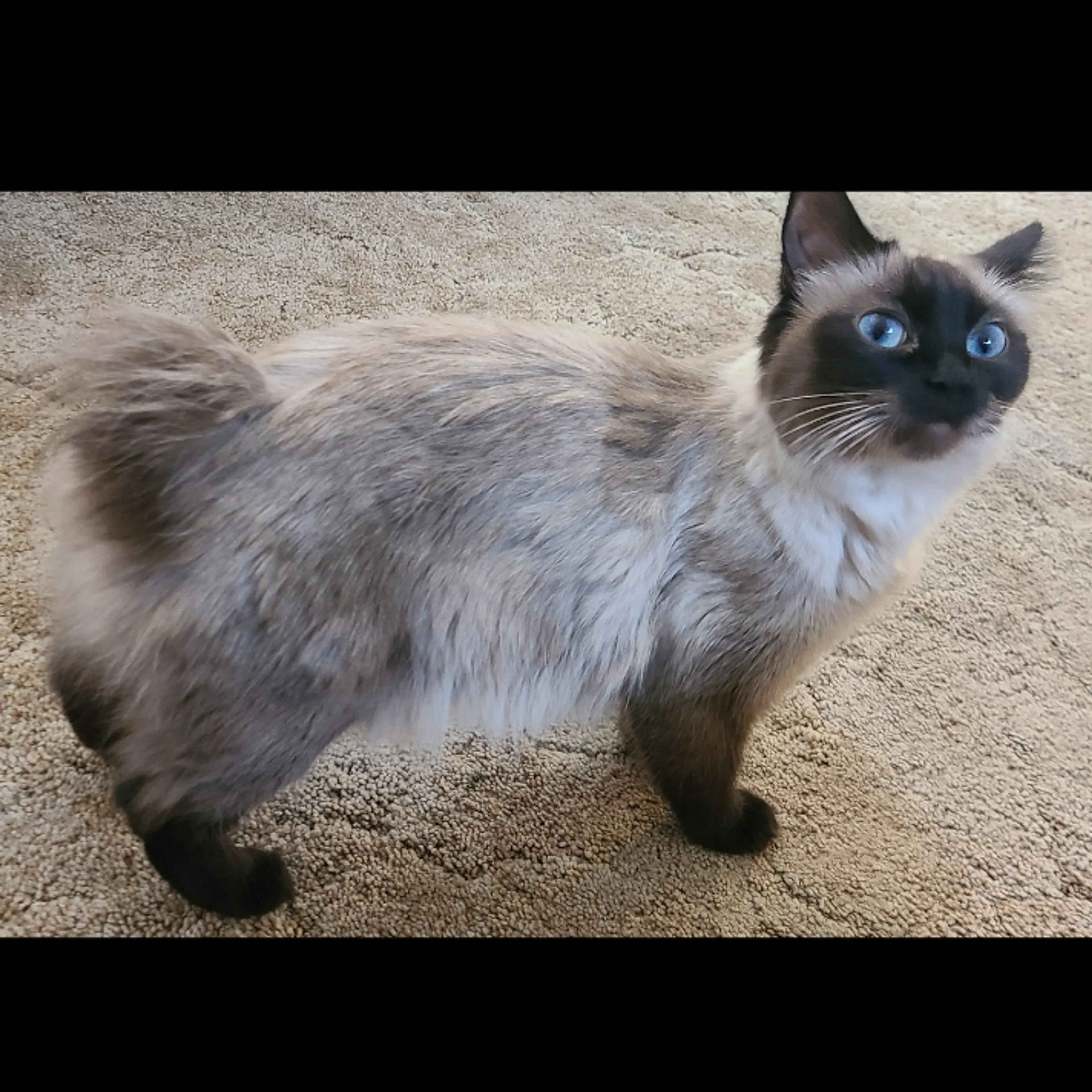 Lost pet-1