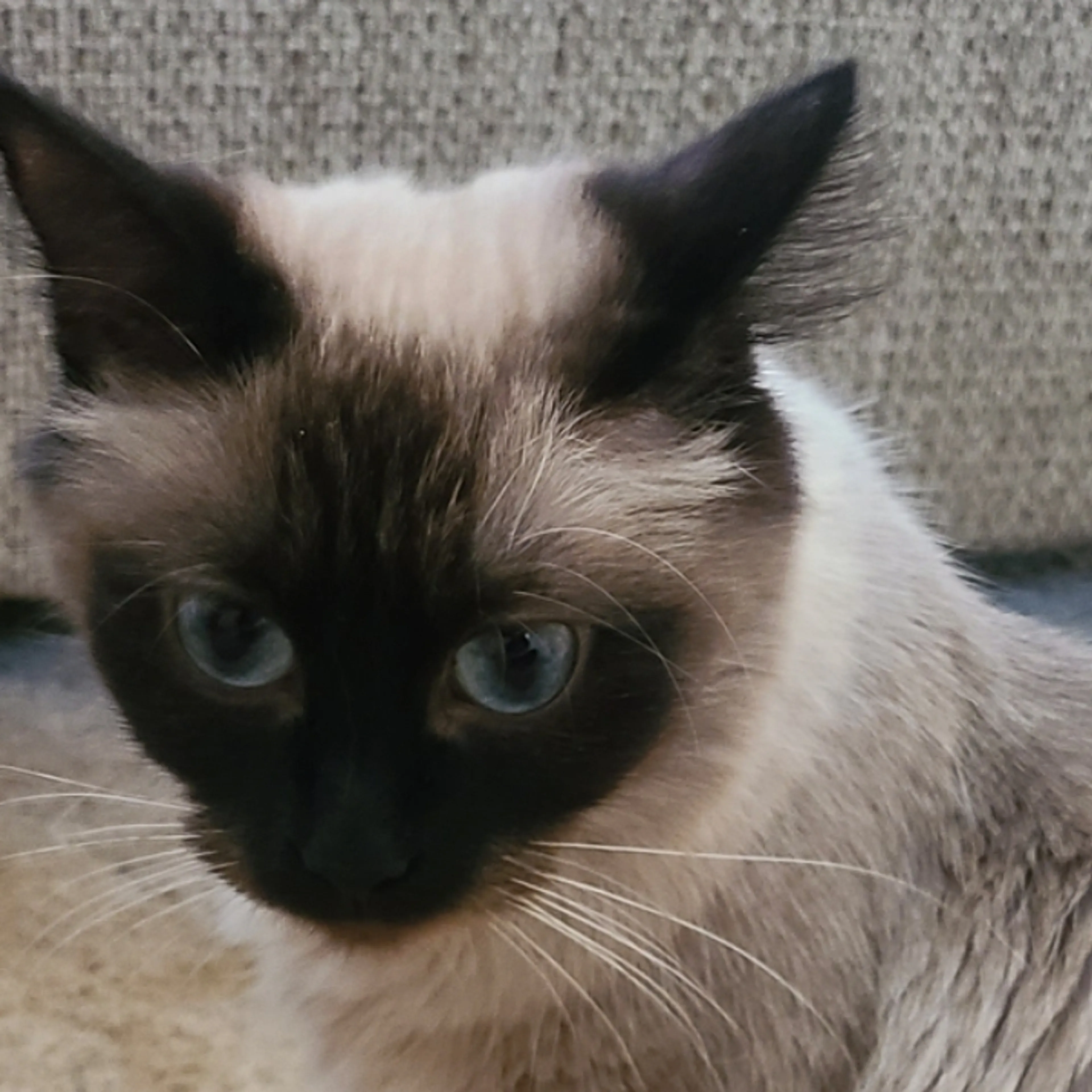 Lost pet-2