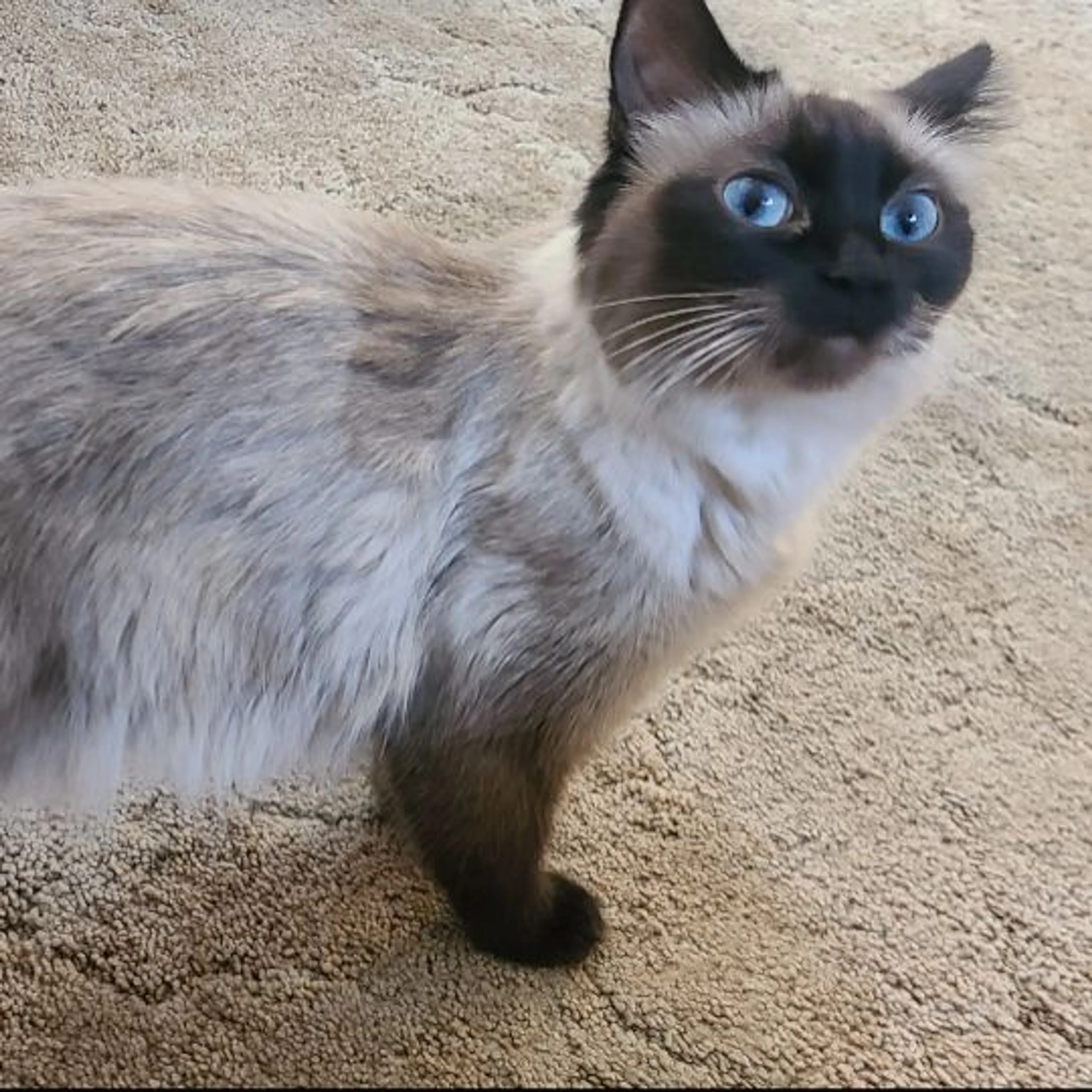 Lost pet-0