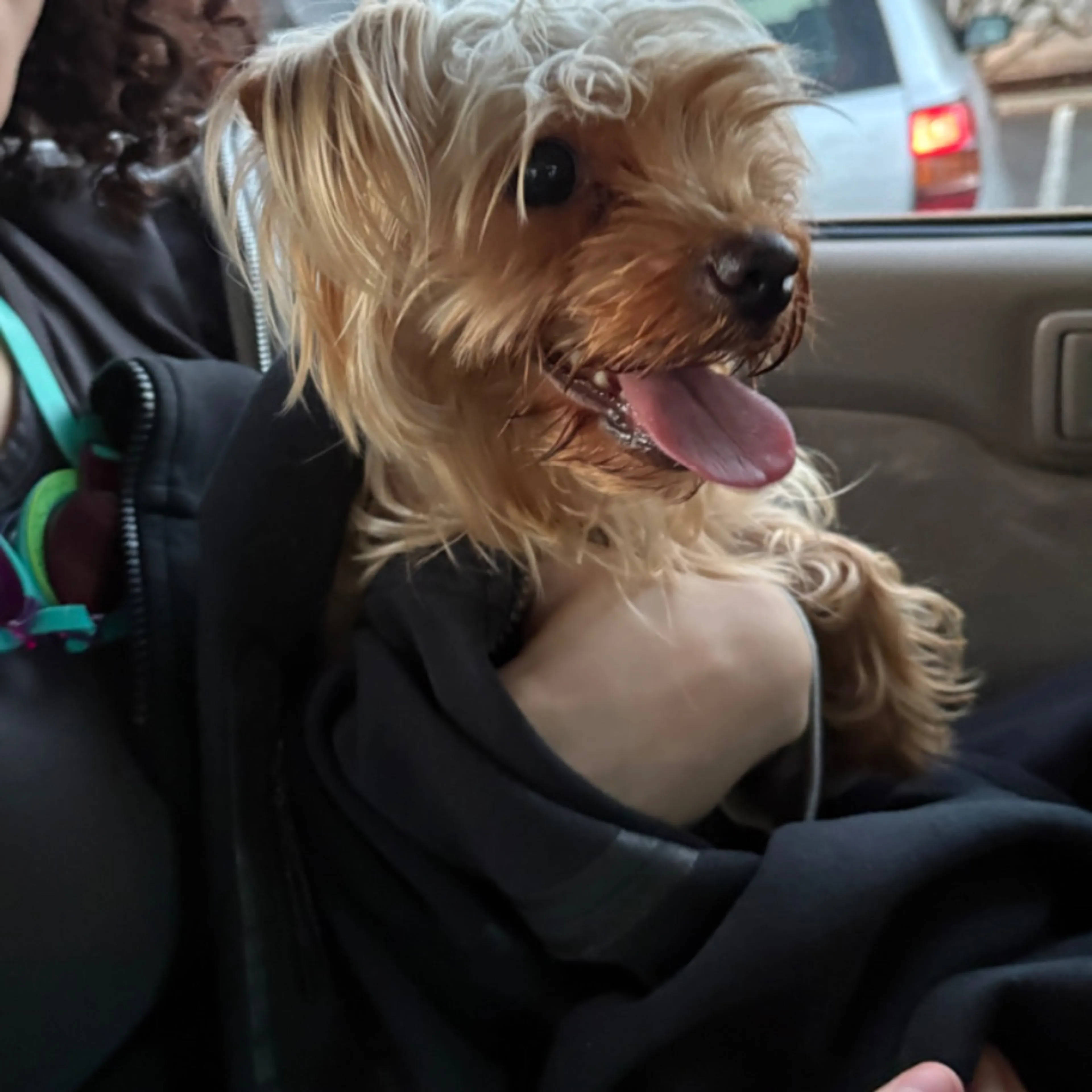 Found pet