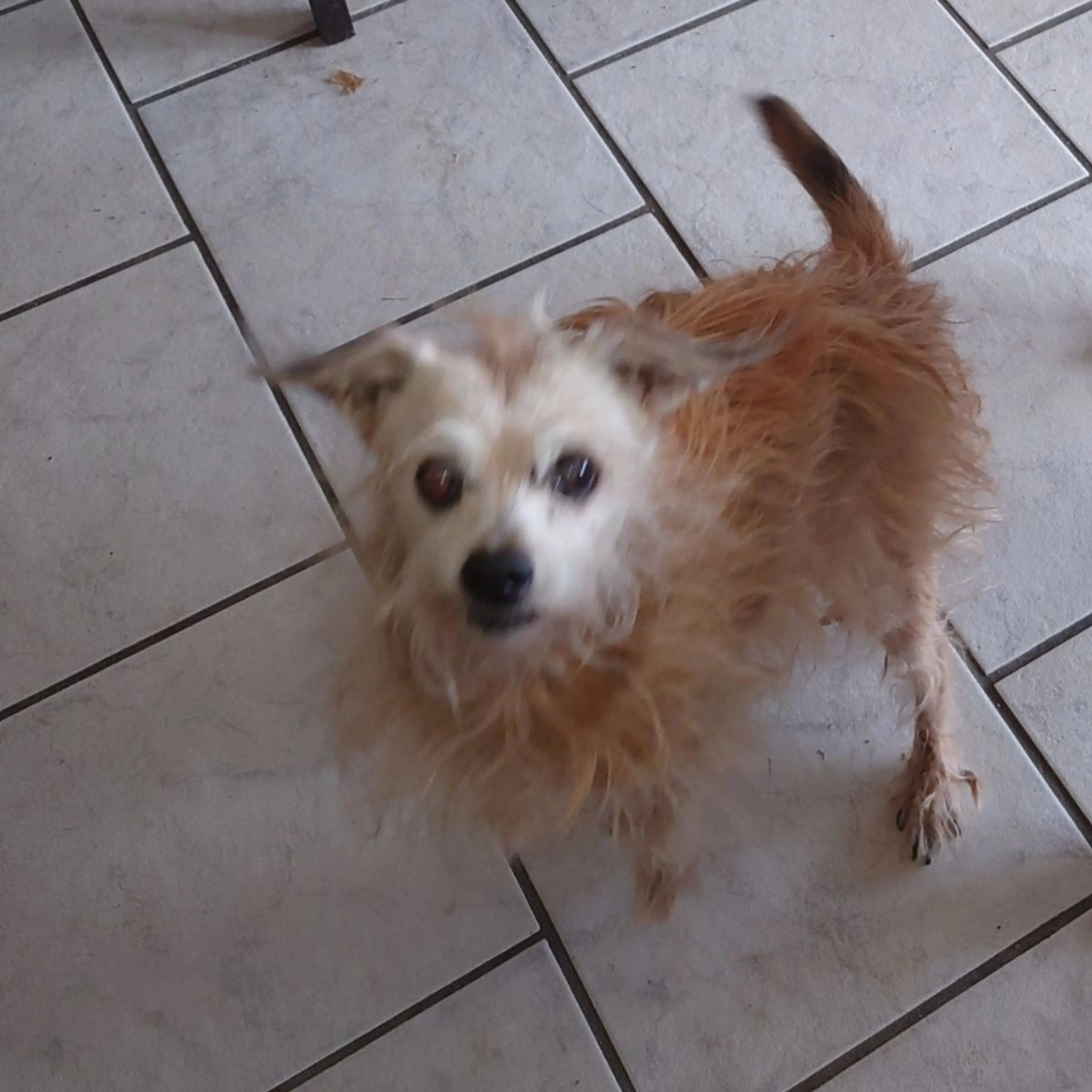 Lost pet