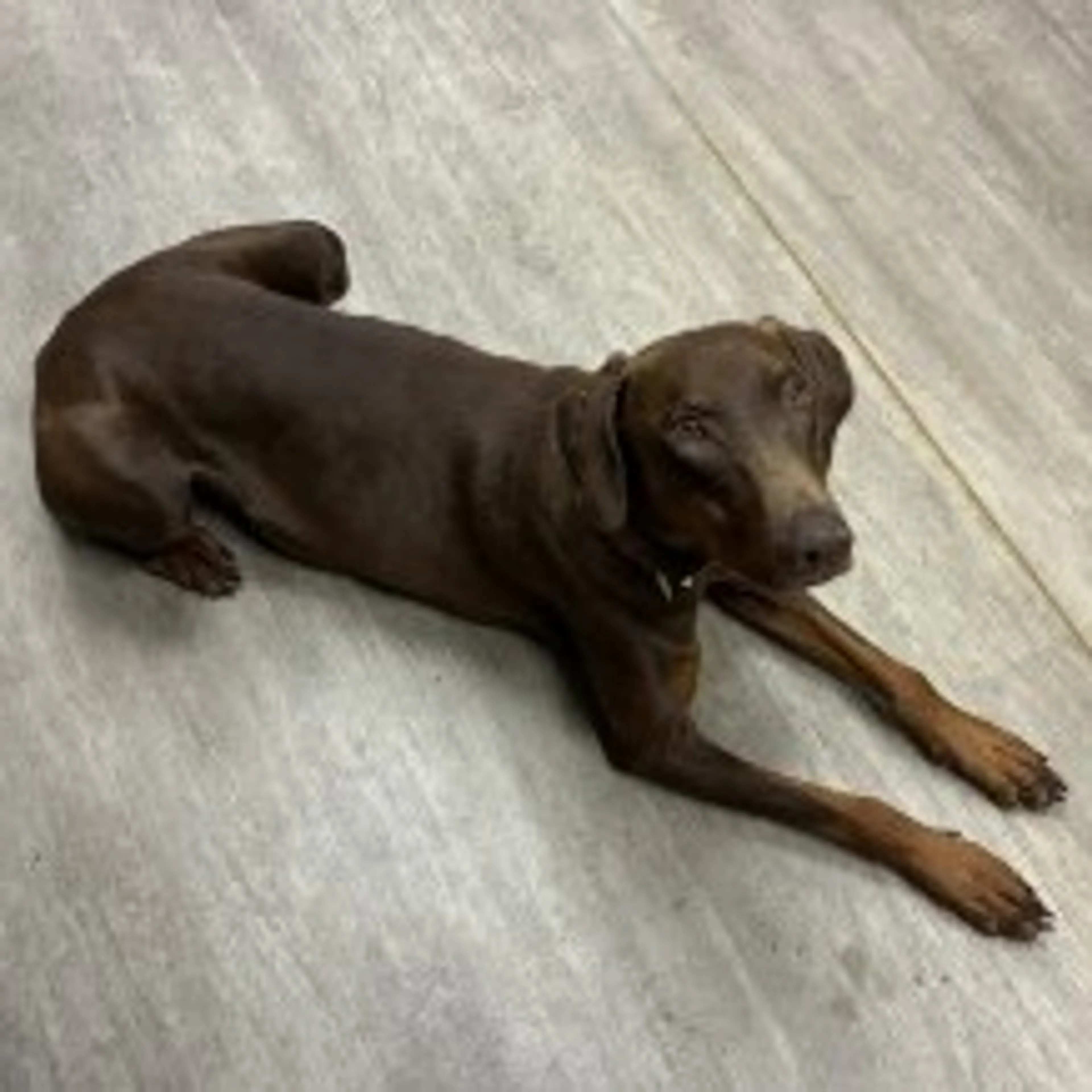 Found pet