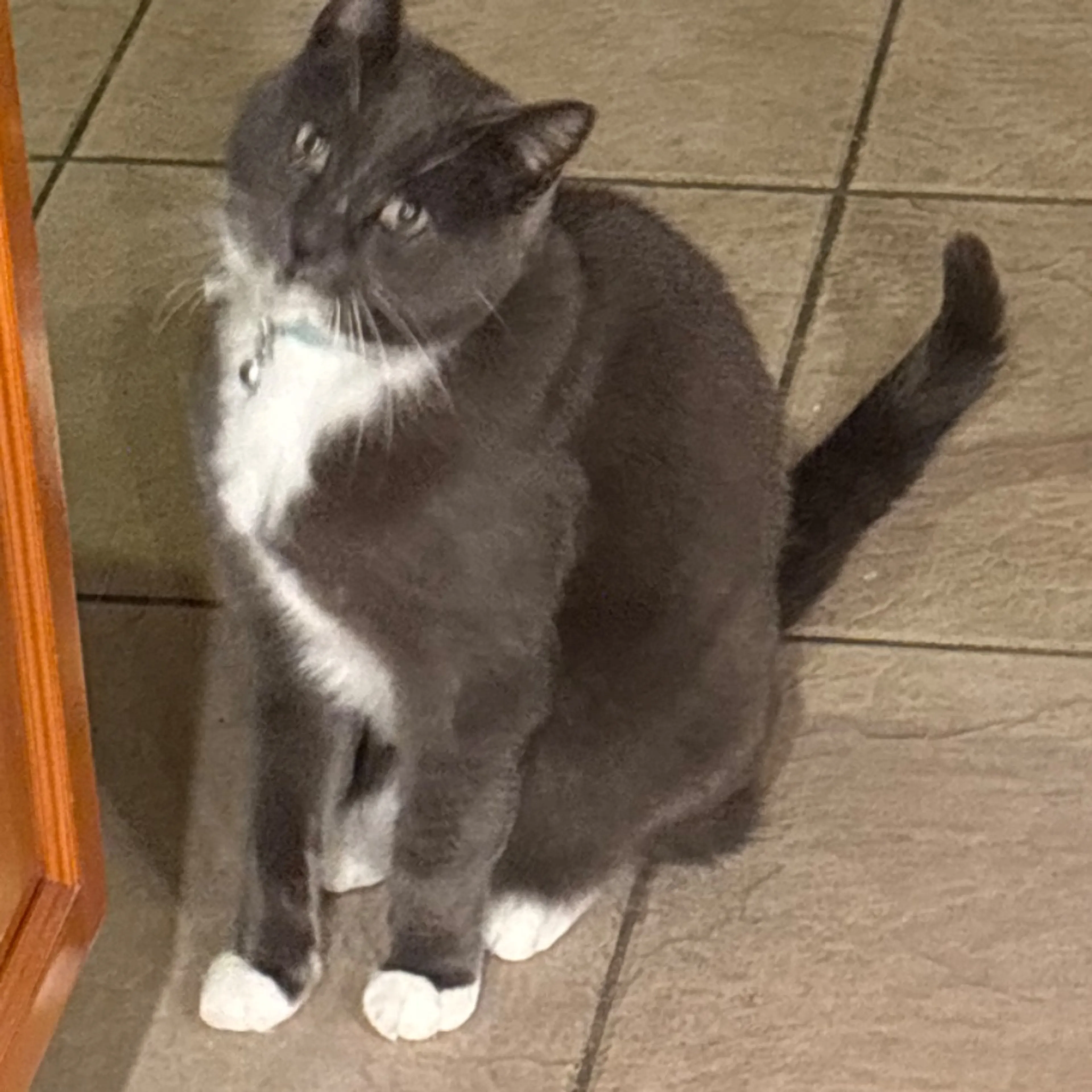 Lost pet-0
