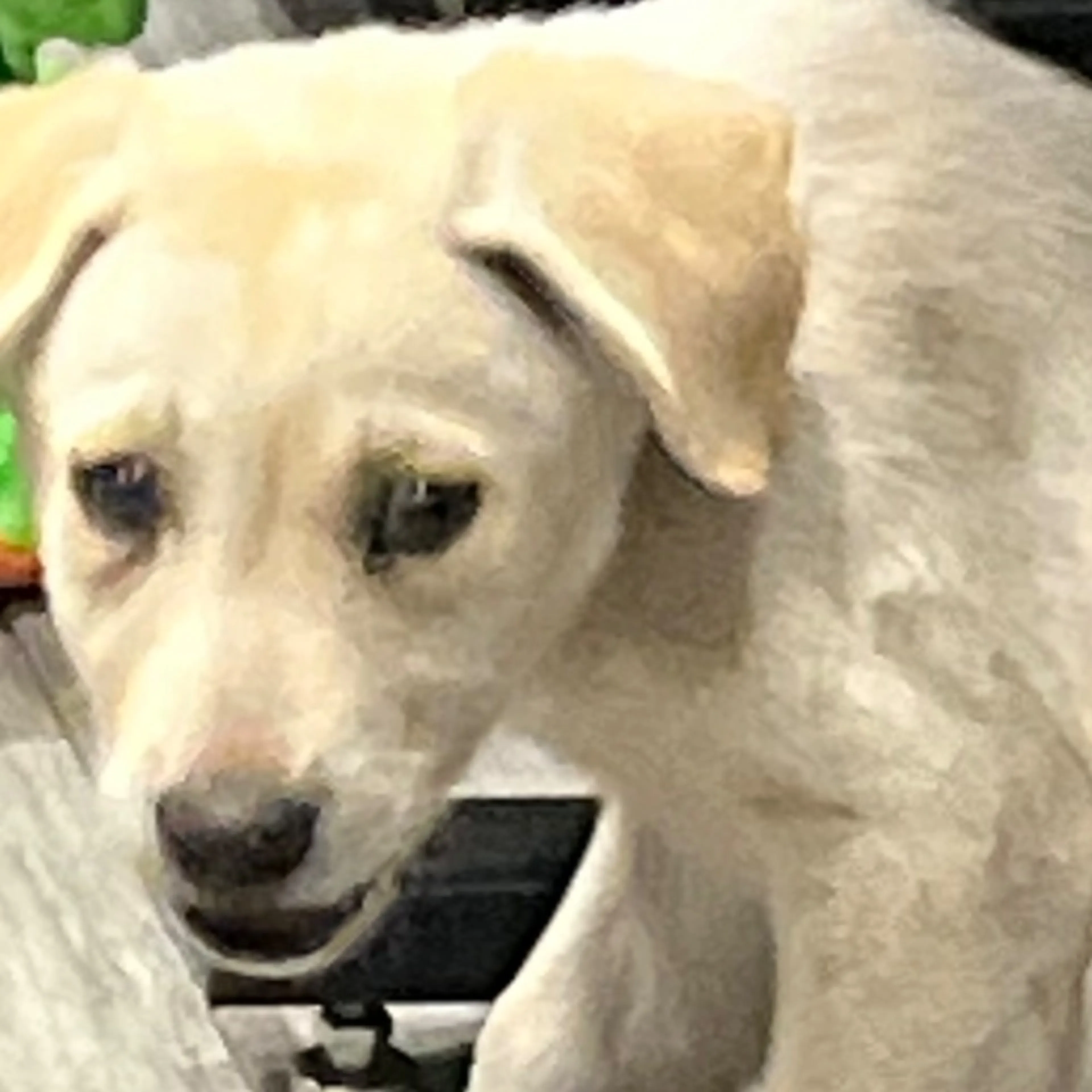 Found pet